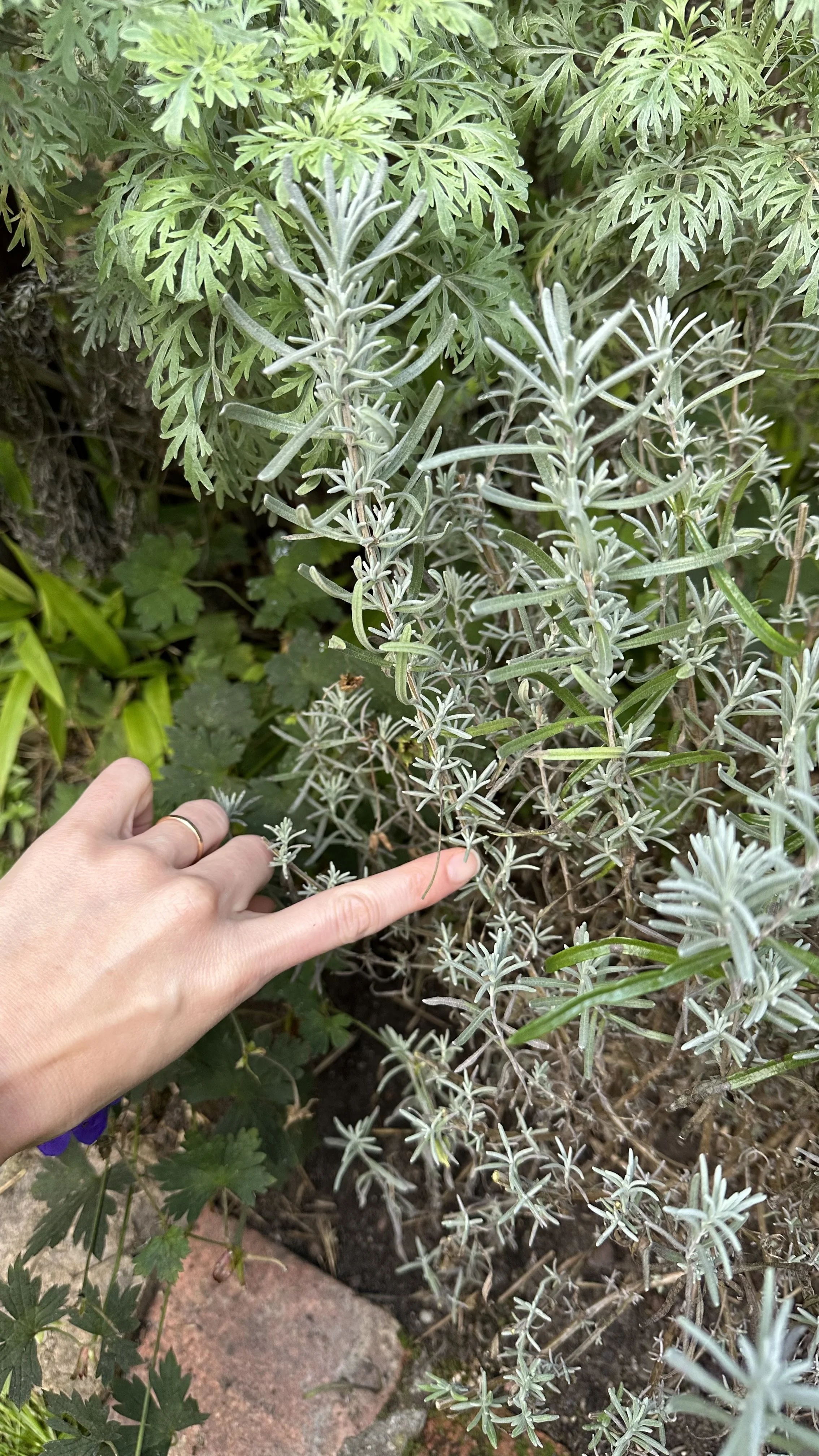 Lavender Pruning: A Simple Guide