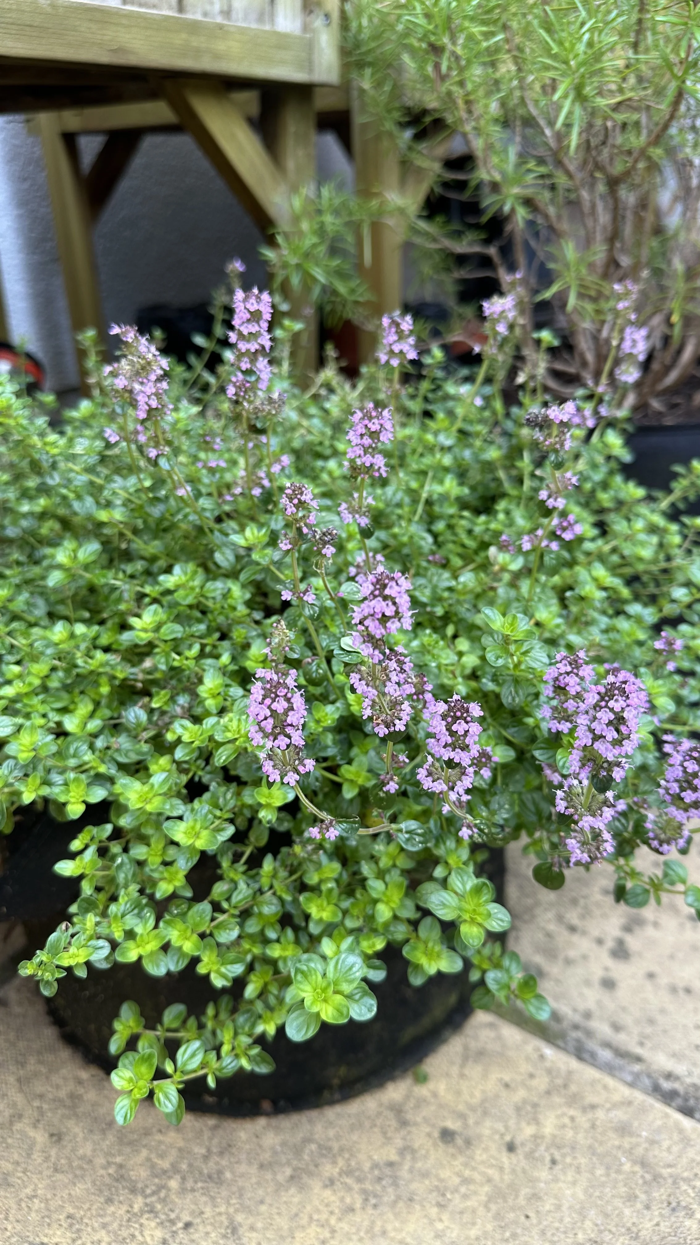 Companion Plants for Thyme