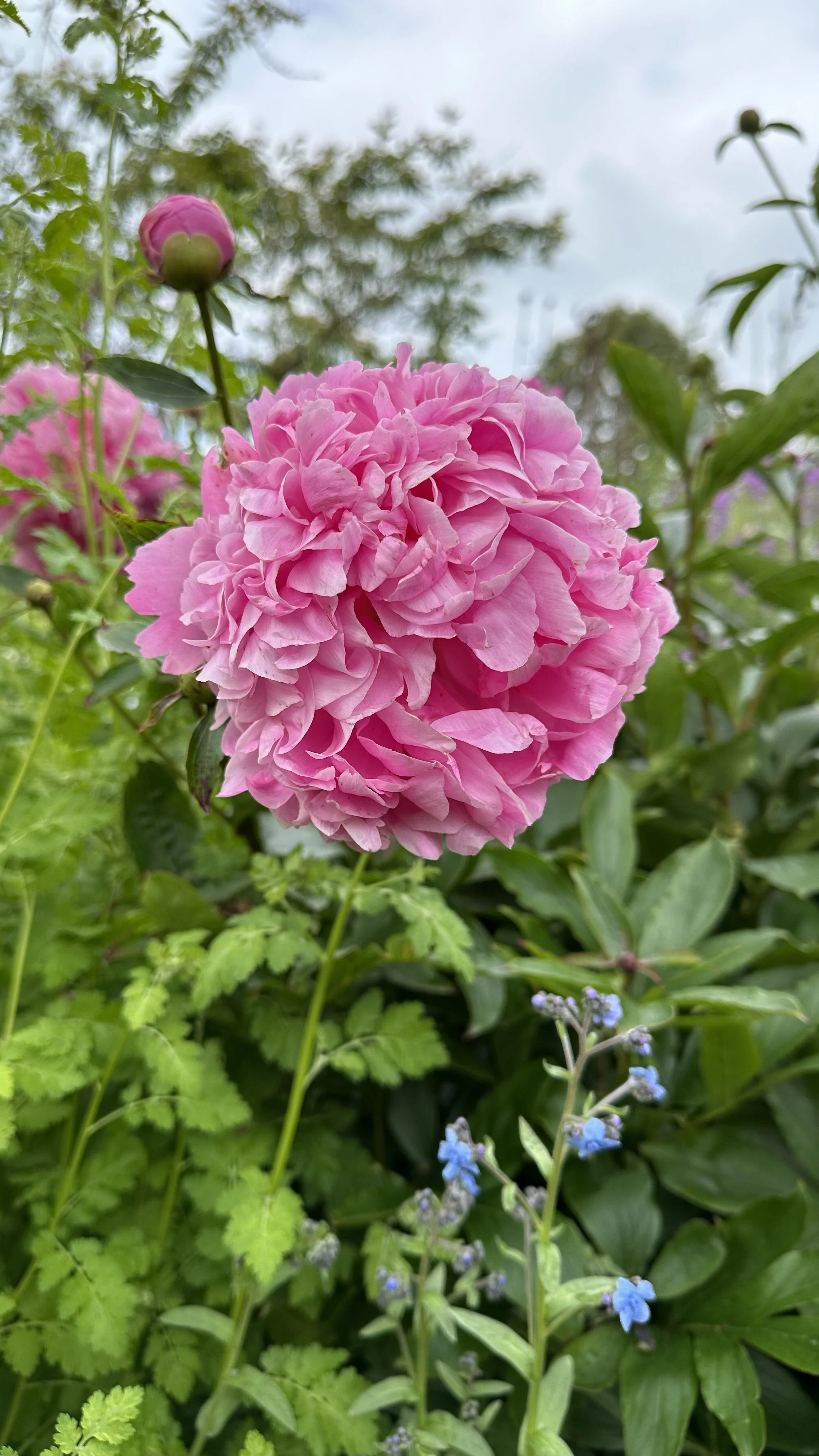 How to Fertilize Peonies for Spectacular Blooms