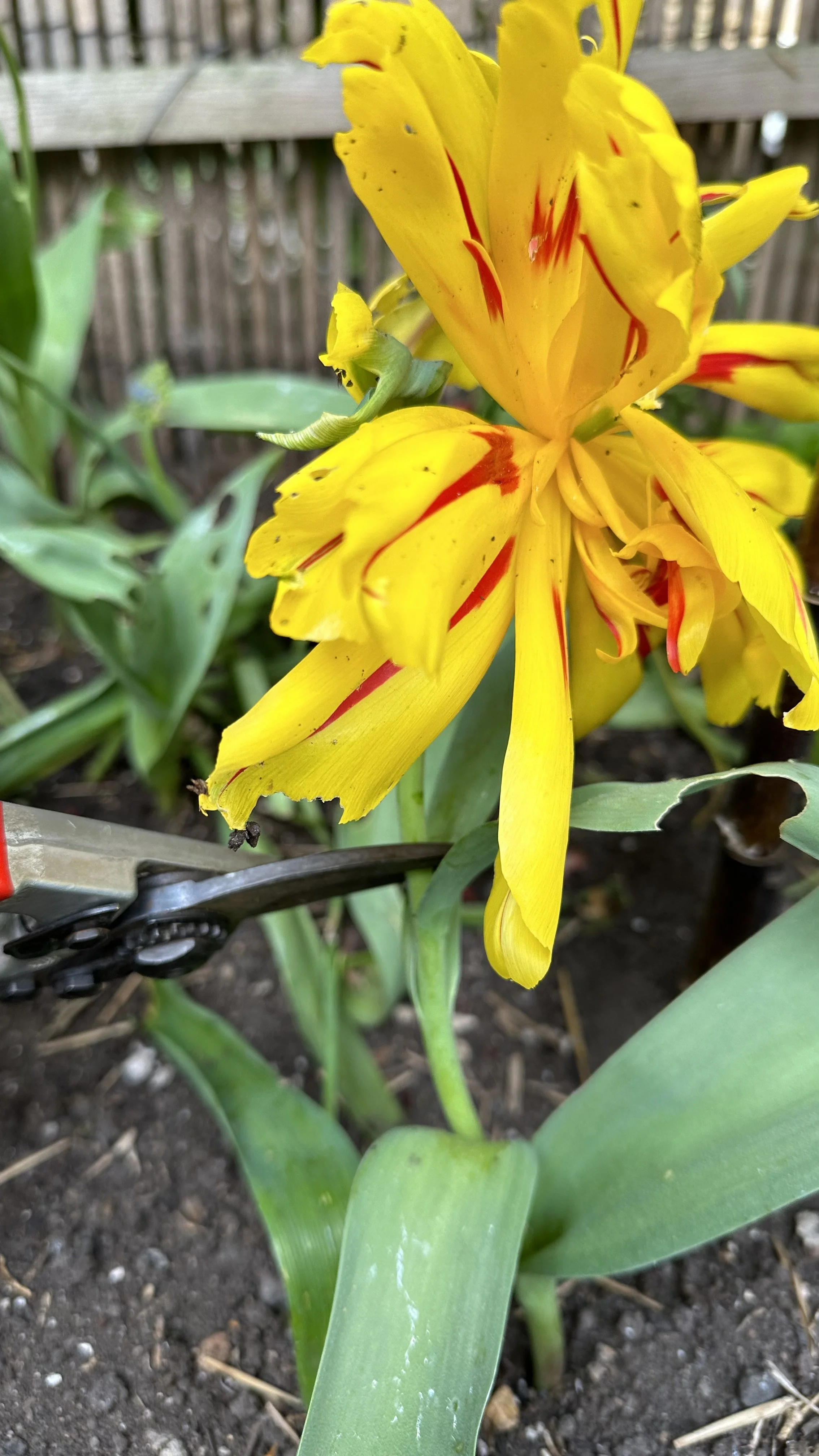 Deadheading Tulips How to Do It Right — Meadowlark Journal