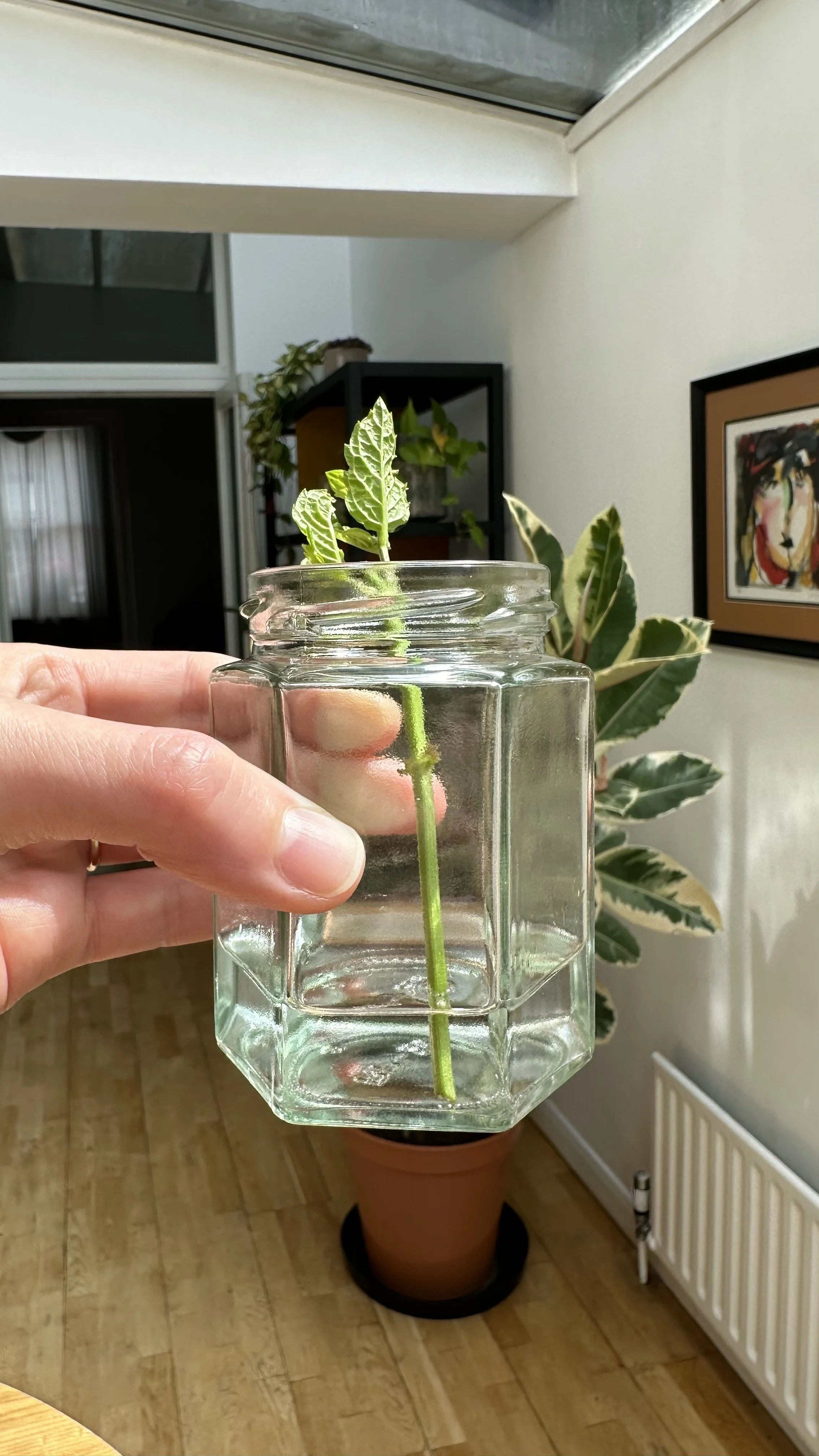 Growing Herbs in Water: A Simple Guide