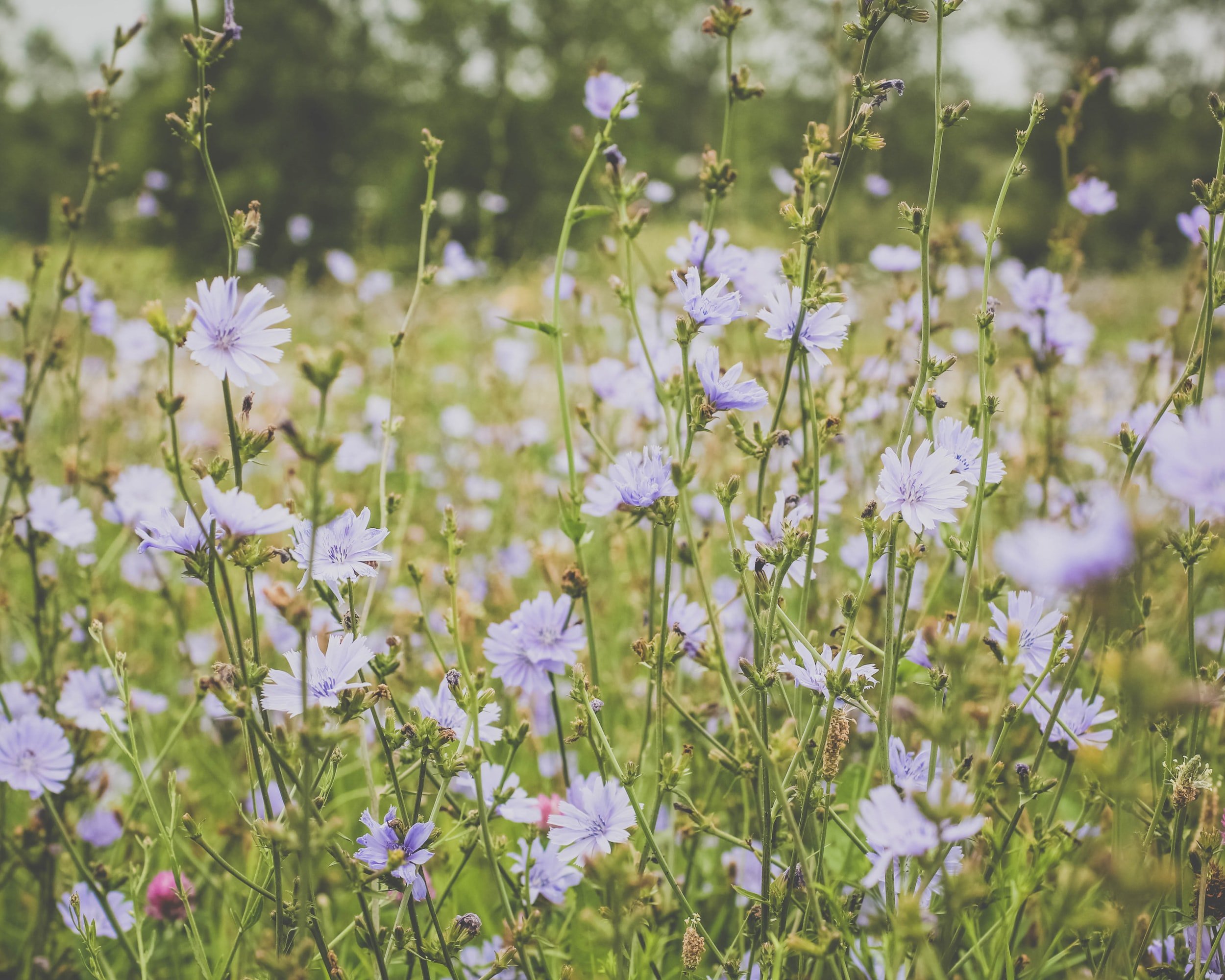 Wildflower Lawn Tips - What to Know Before Planting