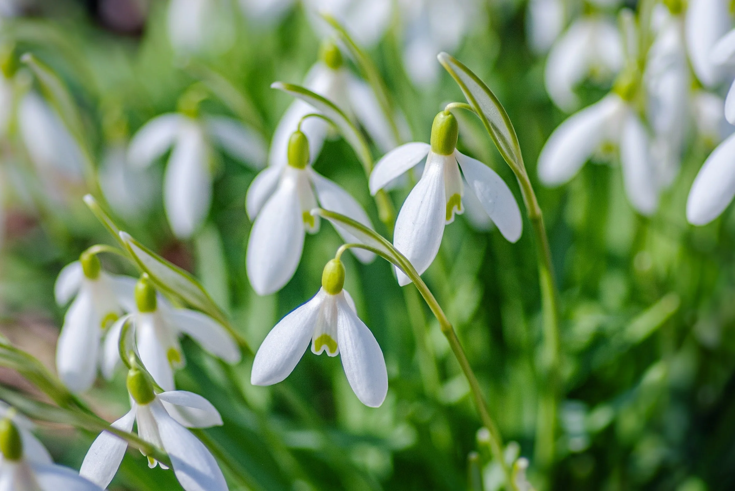 The Meaning of Snowdrops — Meadowlark Journal