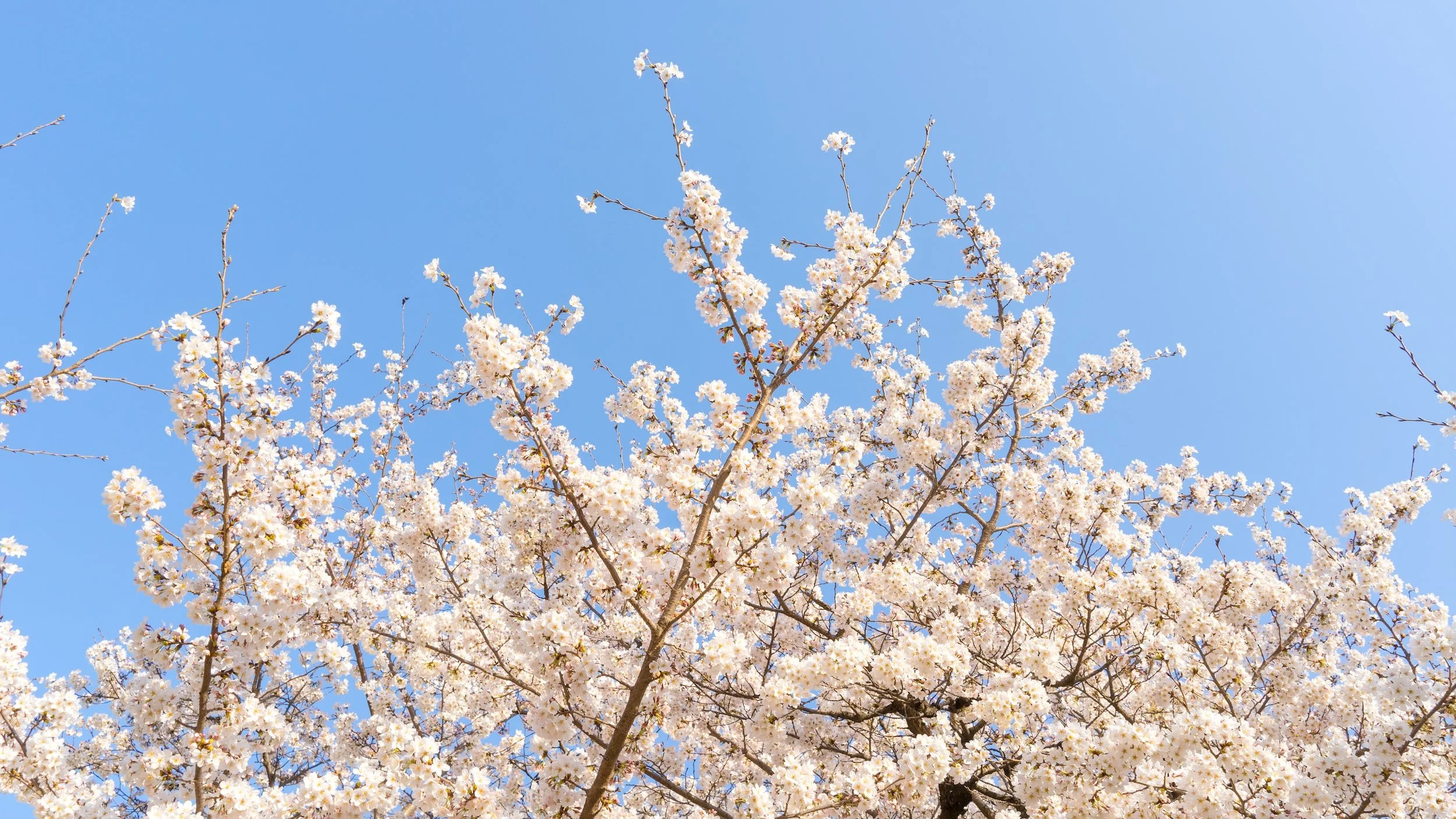 White Spring Flowering Trees — Meadowlark Journal