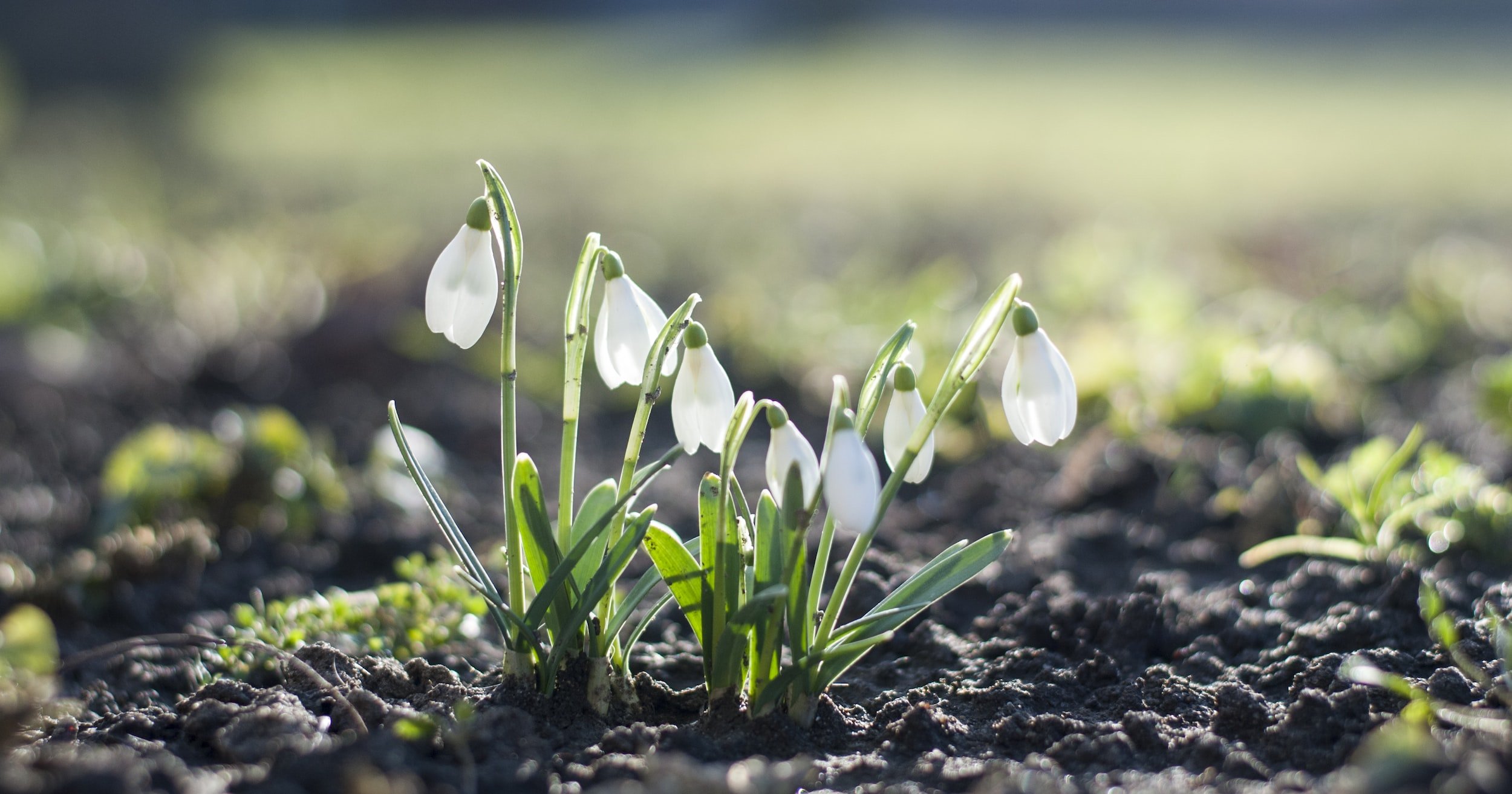 The Meaning of Snowdrops — Meadowlark Journal
