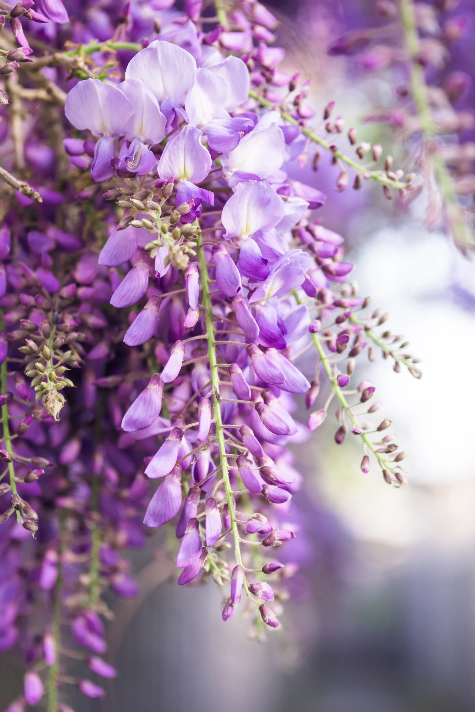 The 10 Best Flowering Vines for Shade — Meadowlark Journal
