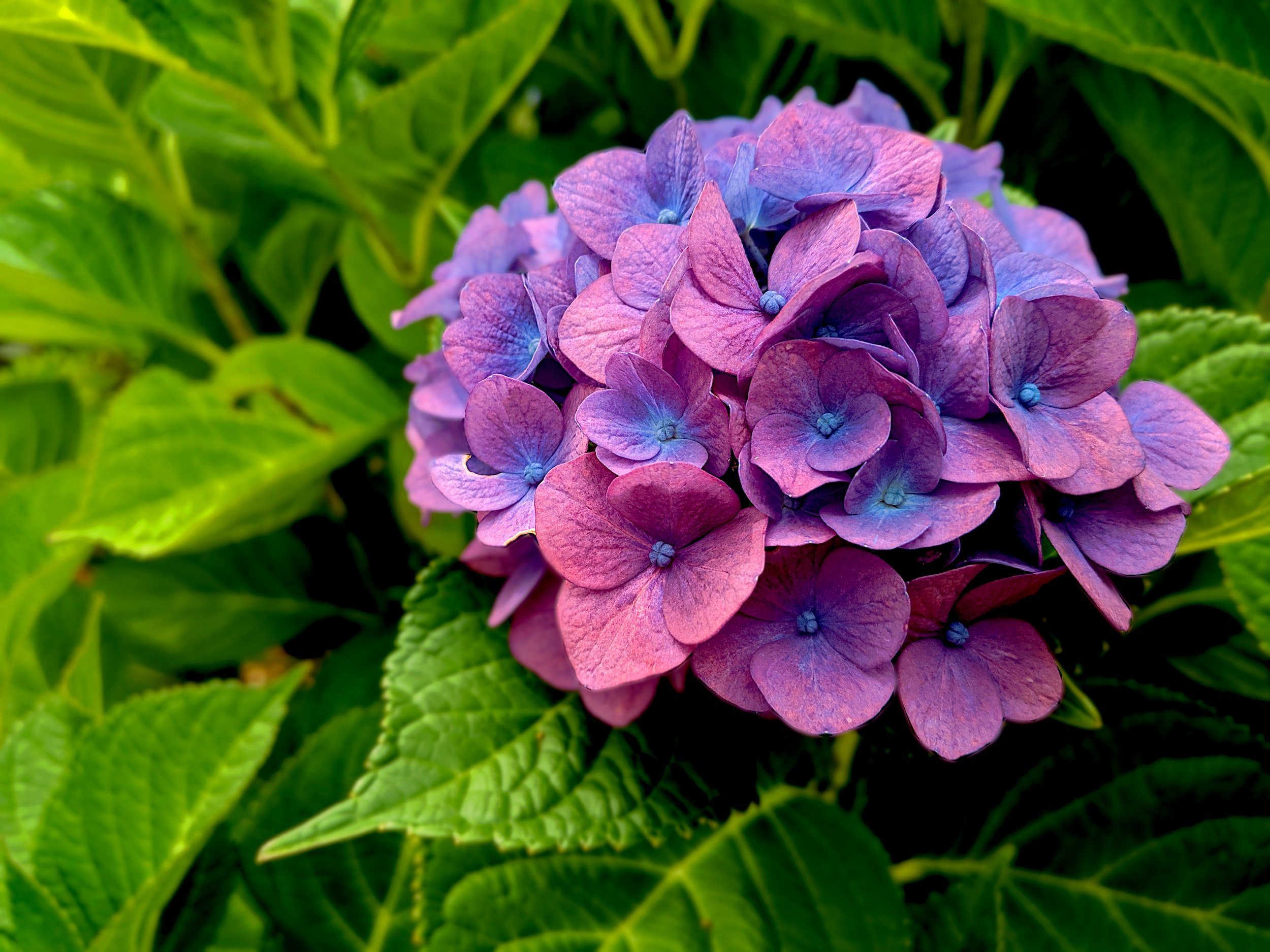 Image of Hydrangea flower showing signs of nutrient deficiency