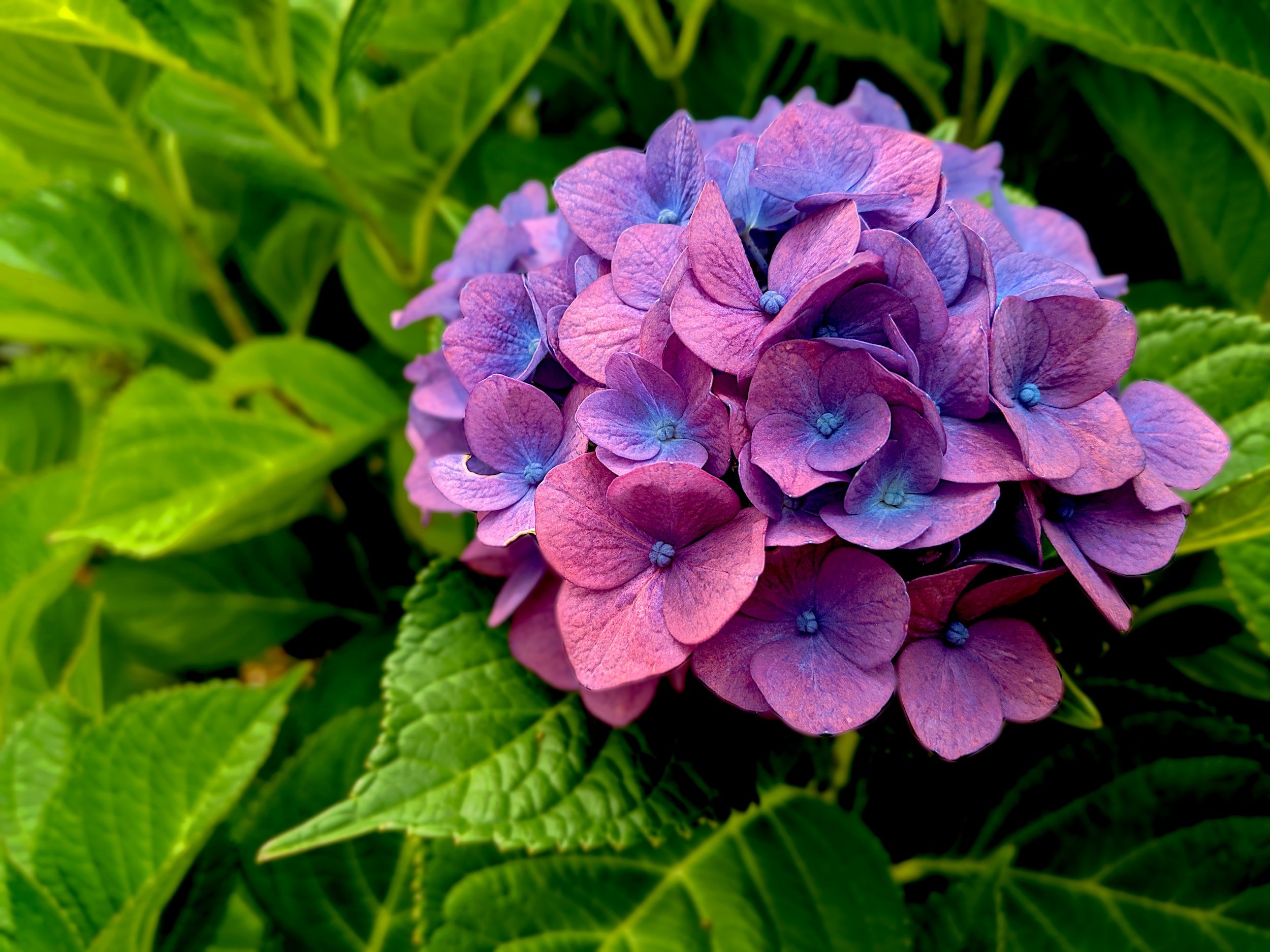 Hydrangea Leaves Turning Yellow