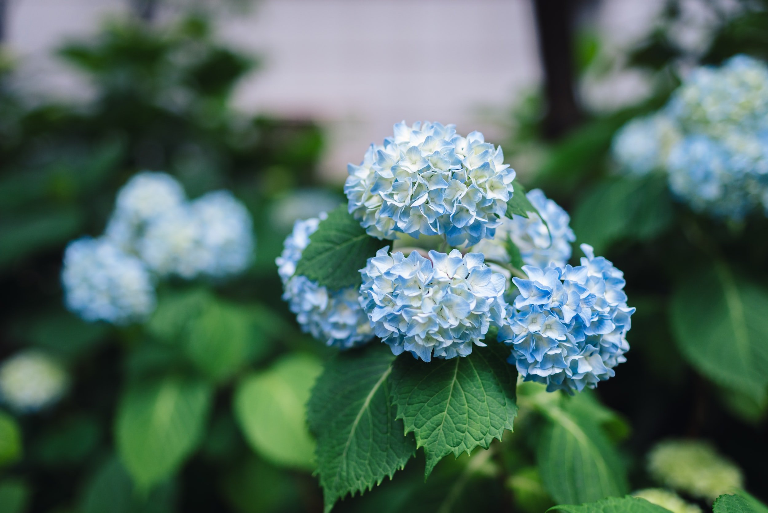 Hydrangea Leaves Turning Yellow