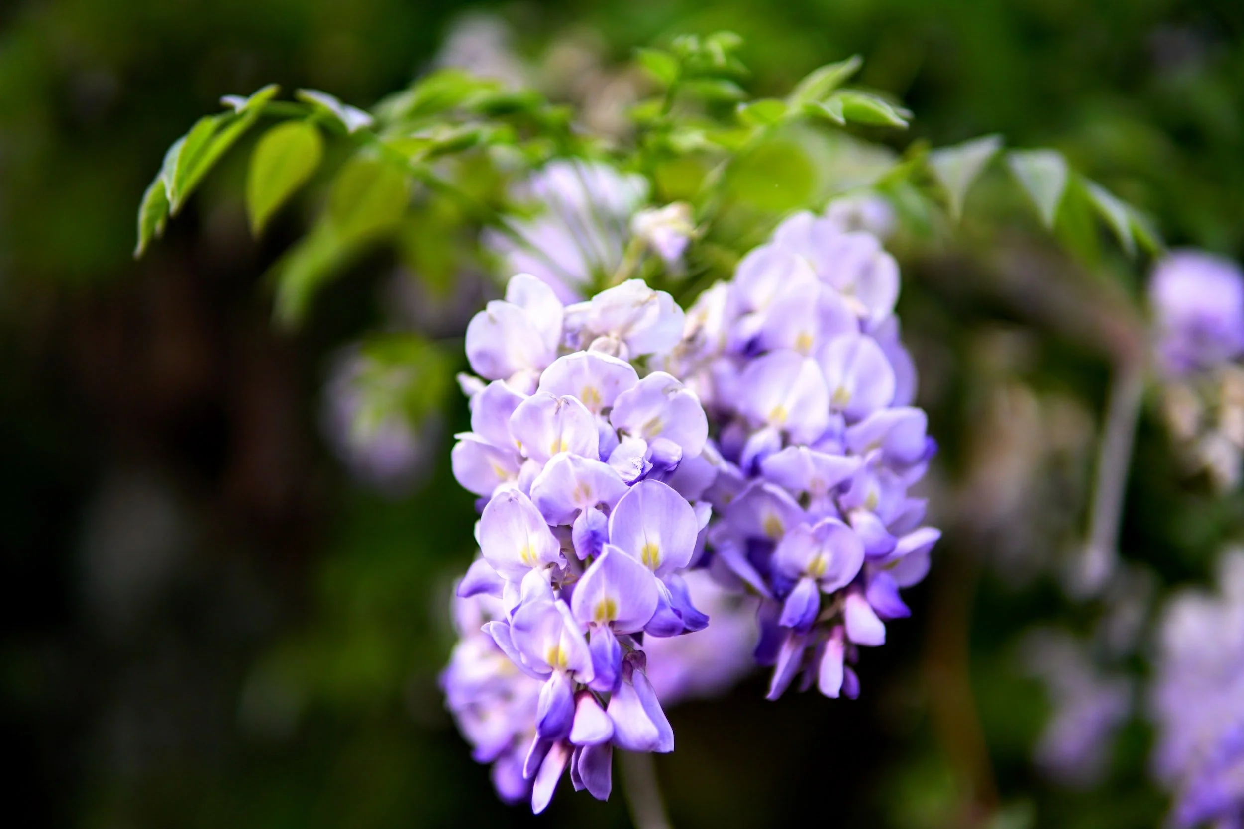 Every Type of Wisteria and How to Choose the Right One — Meadowlark Journal
