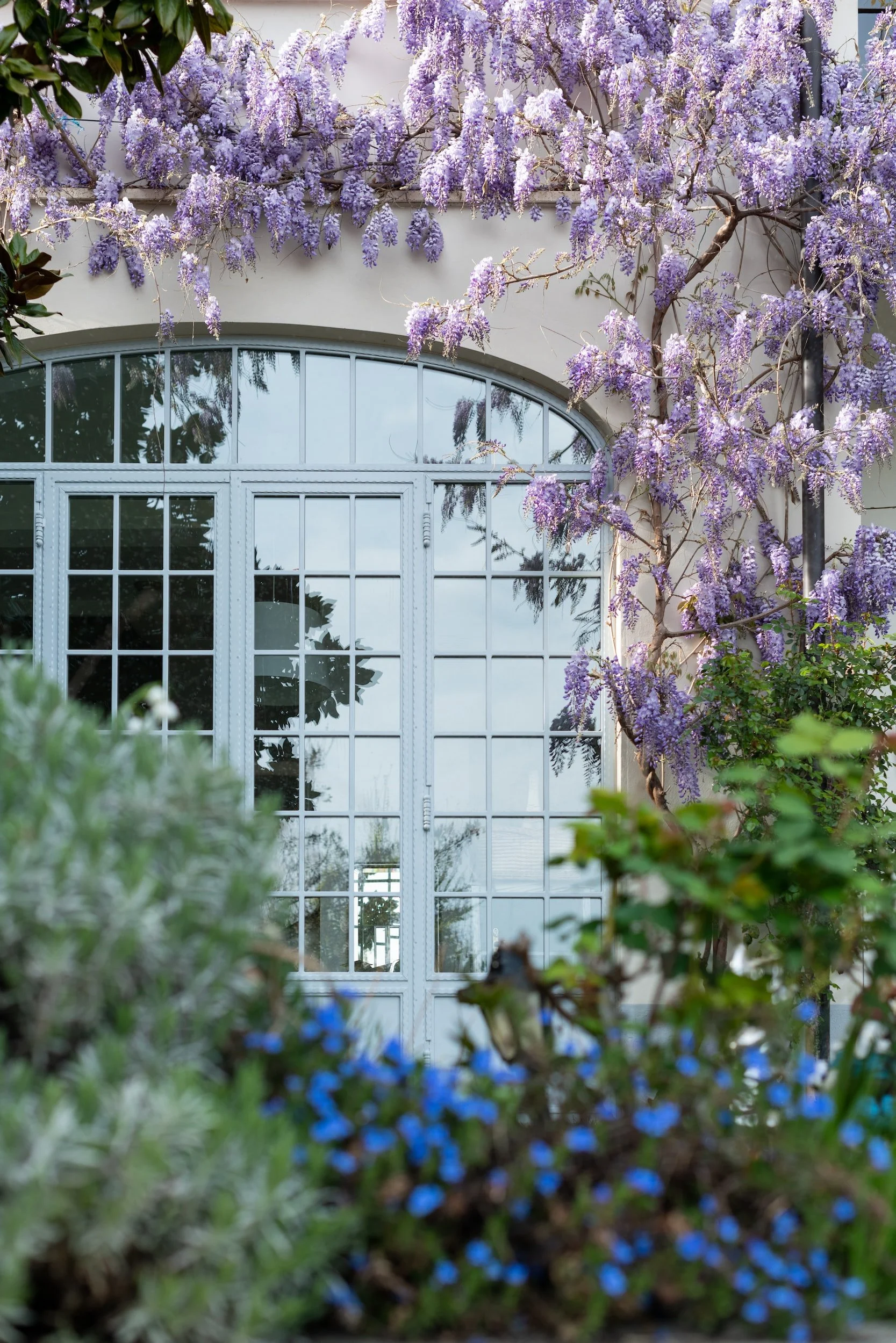 Every Type of Wisteria and How to Choose the Right One — Meadowlark Journal