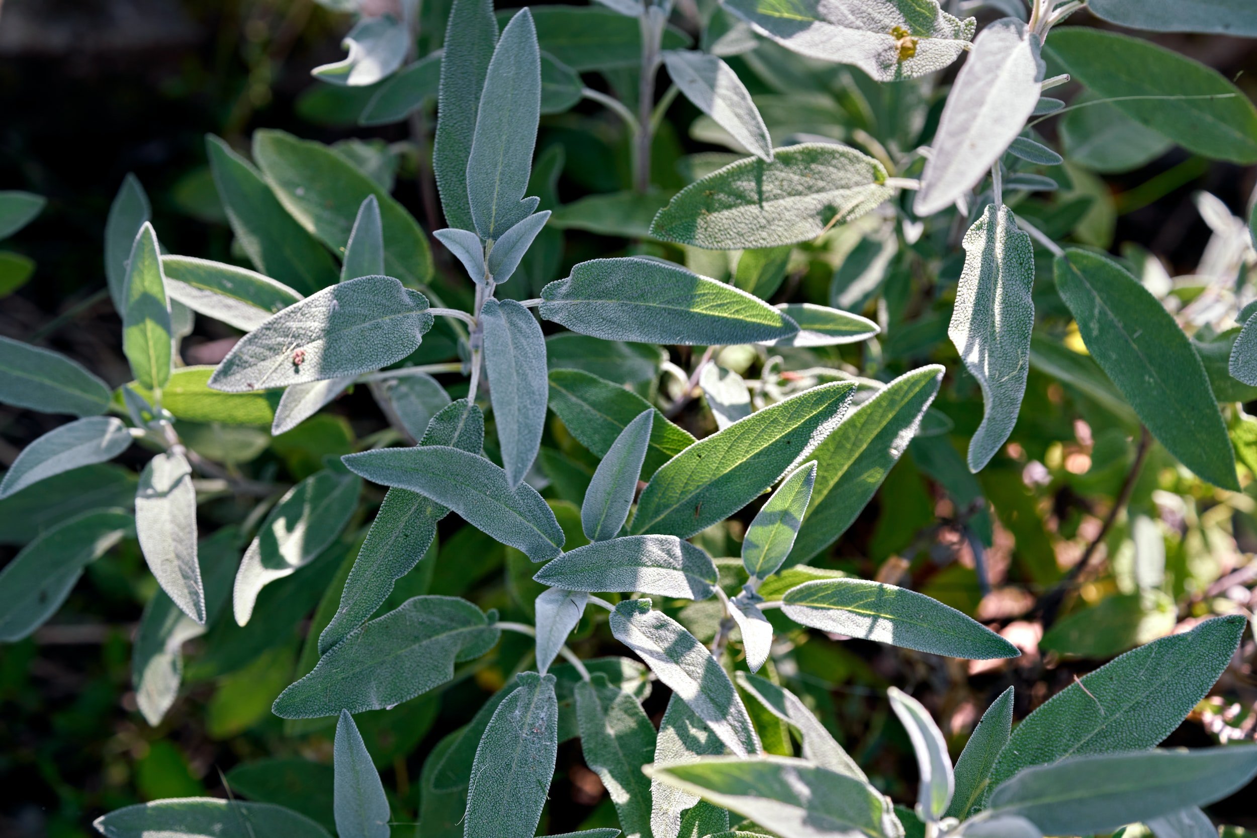 What Herbs Can be Planted Together Sage