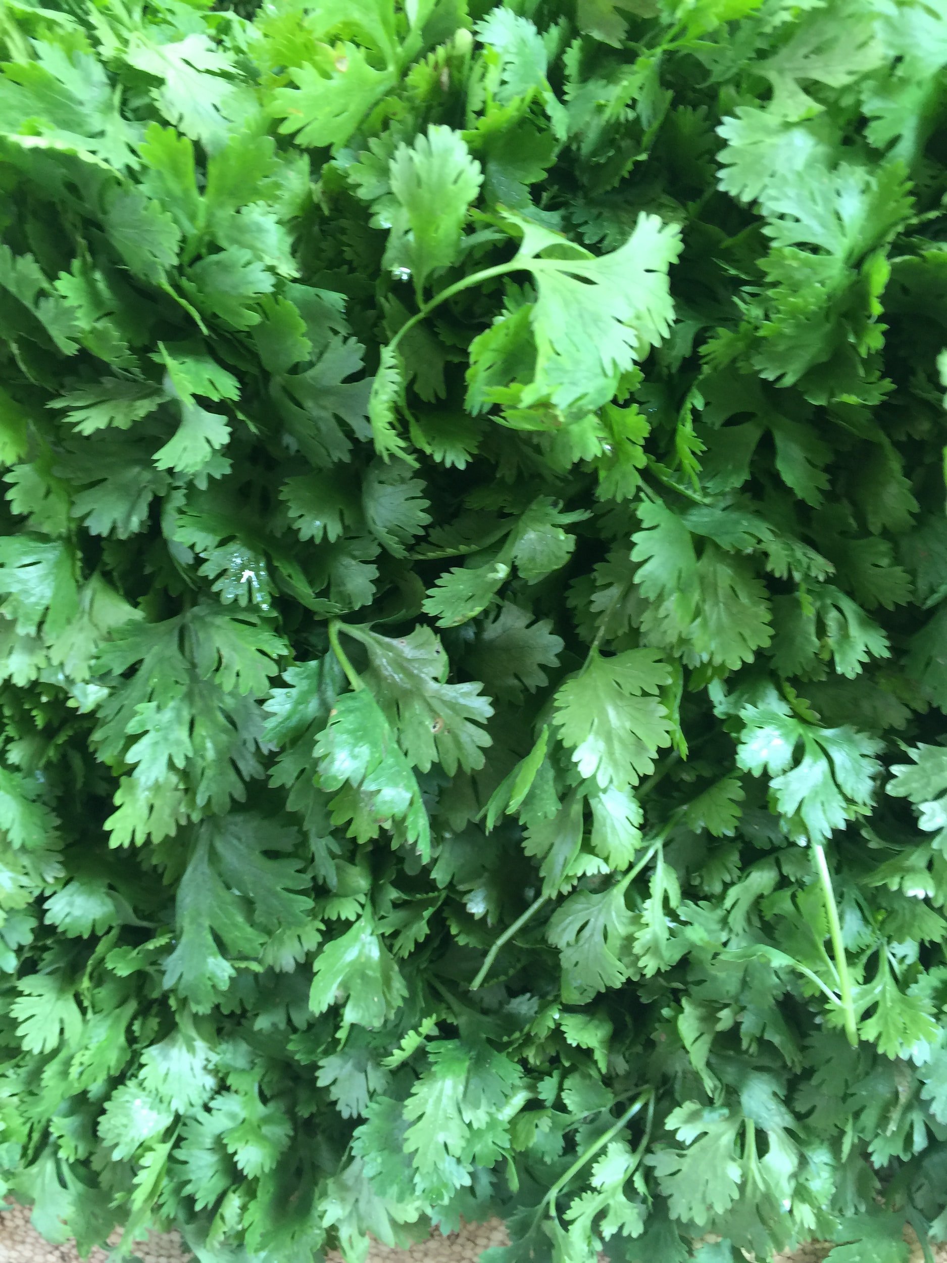 What herbs can be planted together parsley