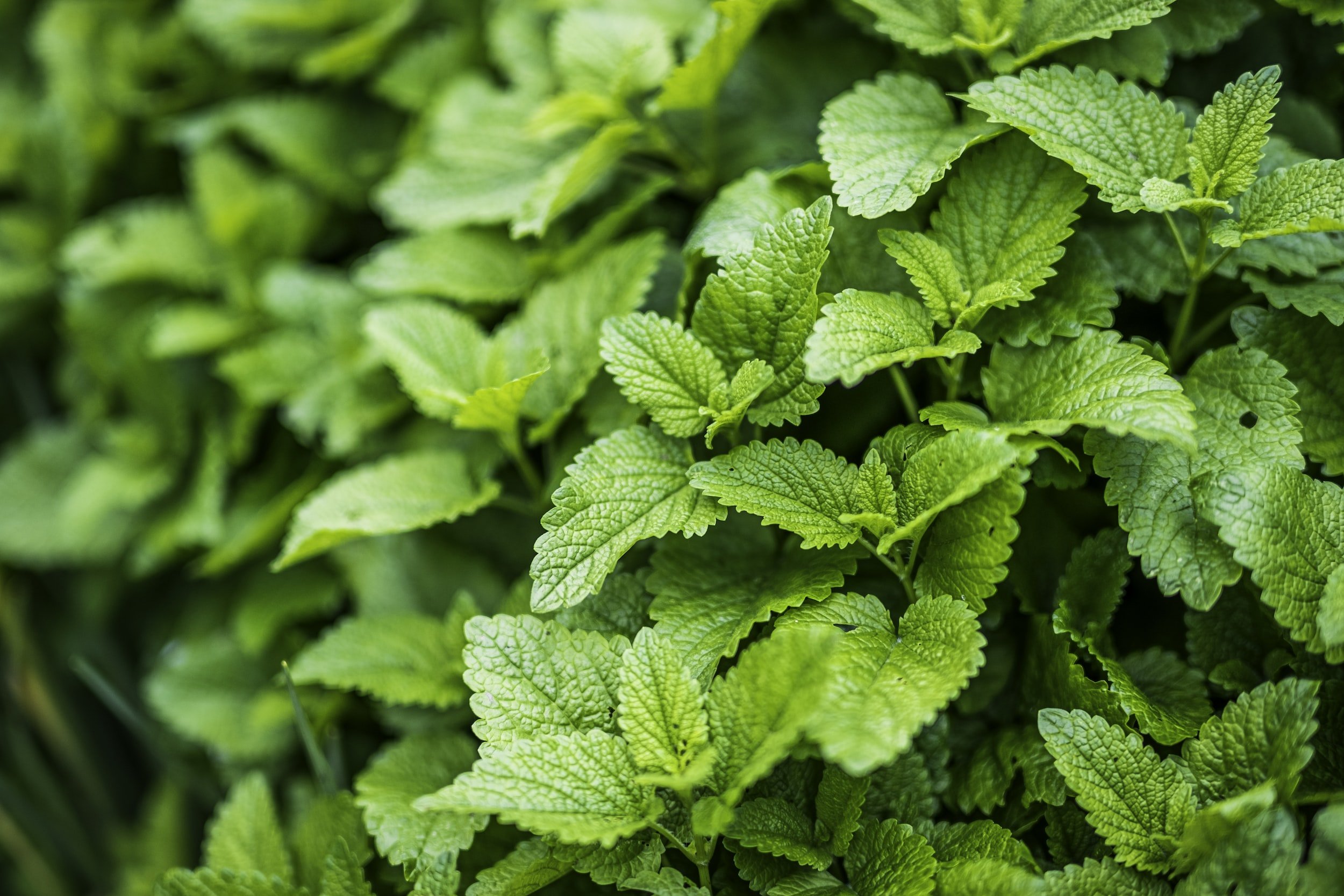 What Herbs Can be planted together Mint