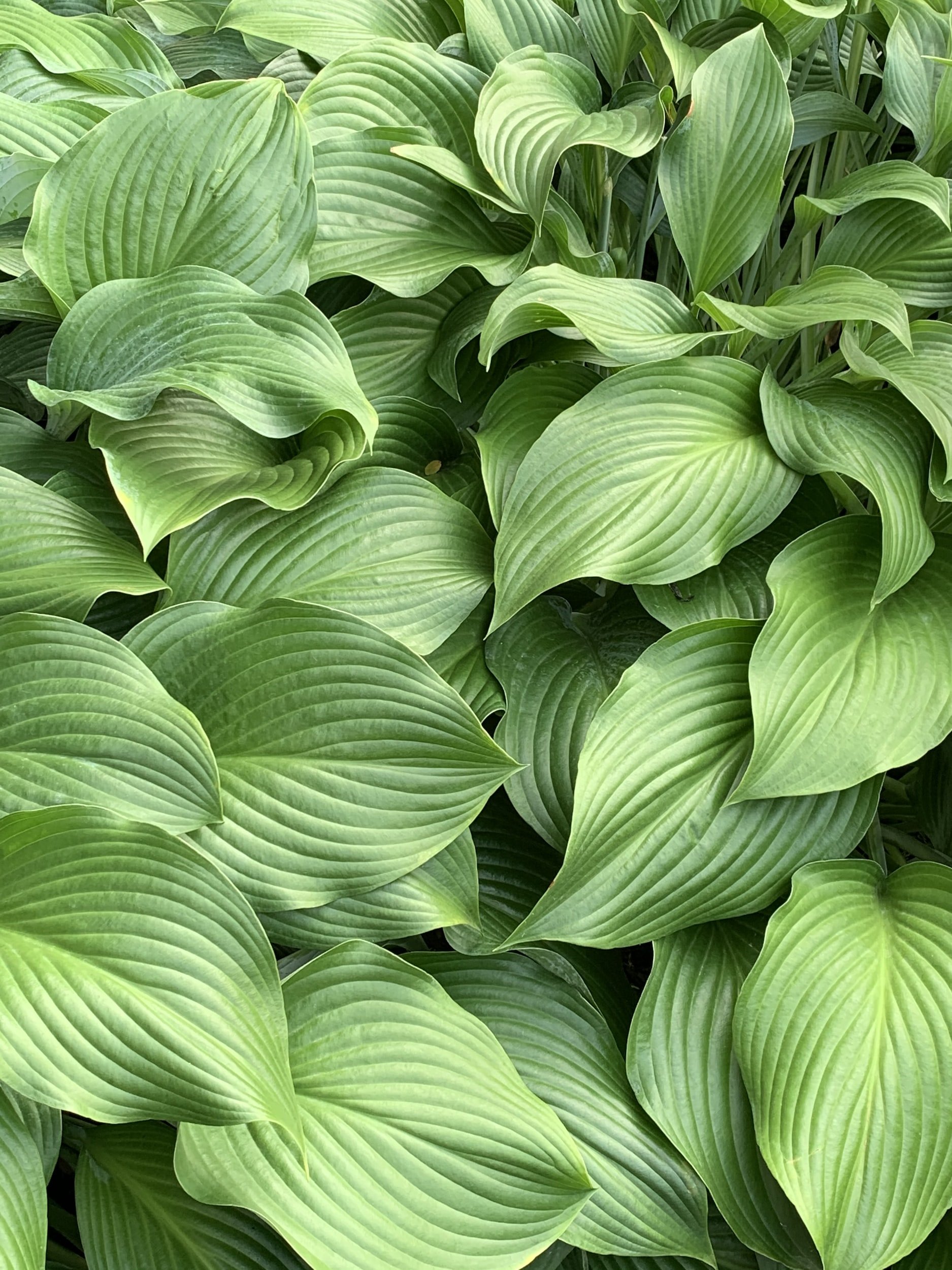 The Best Plants for a North East Facing Garden — Meadowlark Journal