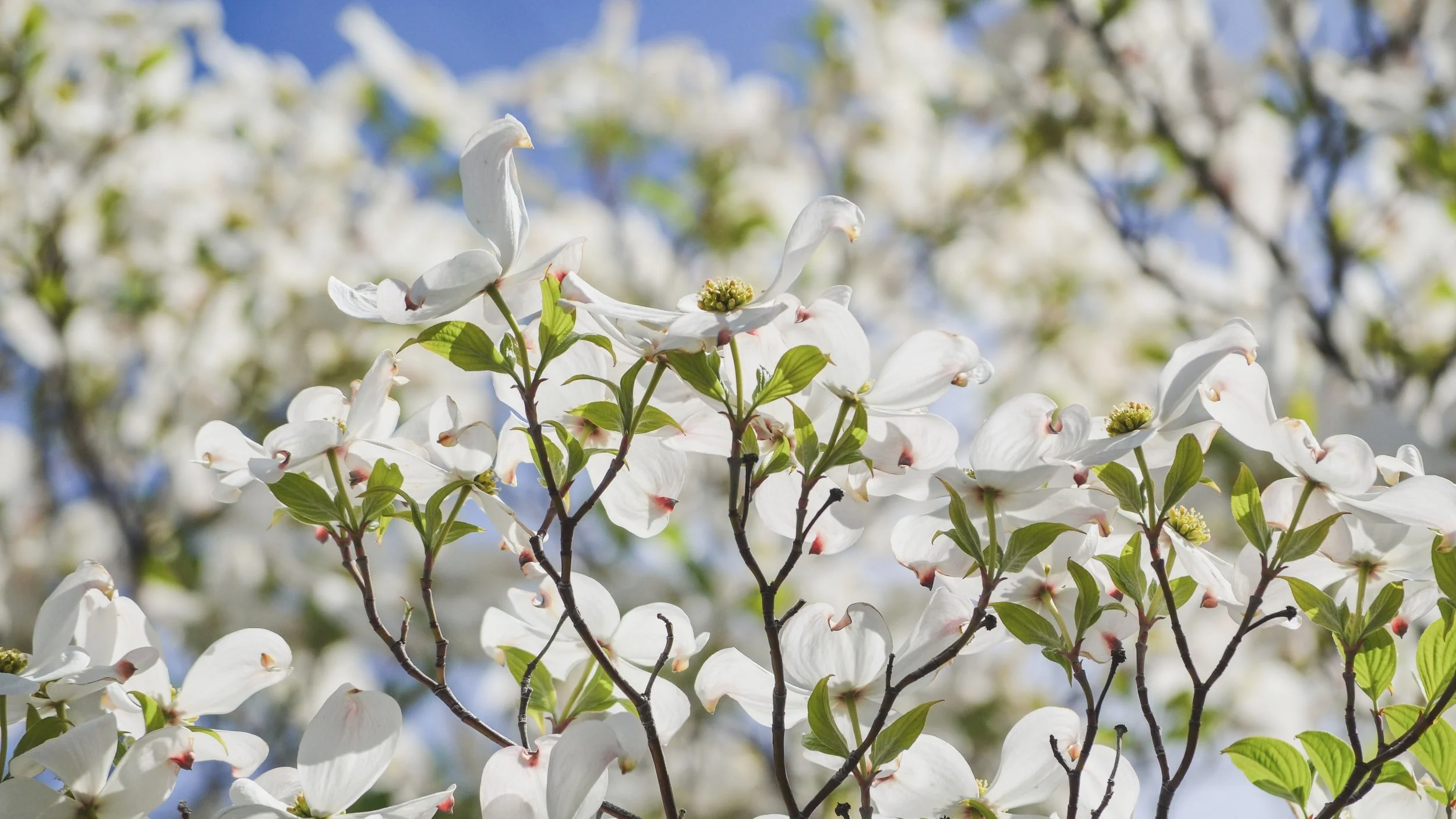 The Best Plants for a North East Facing Garden — Meadowlark Journal
