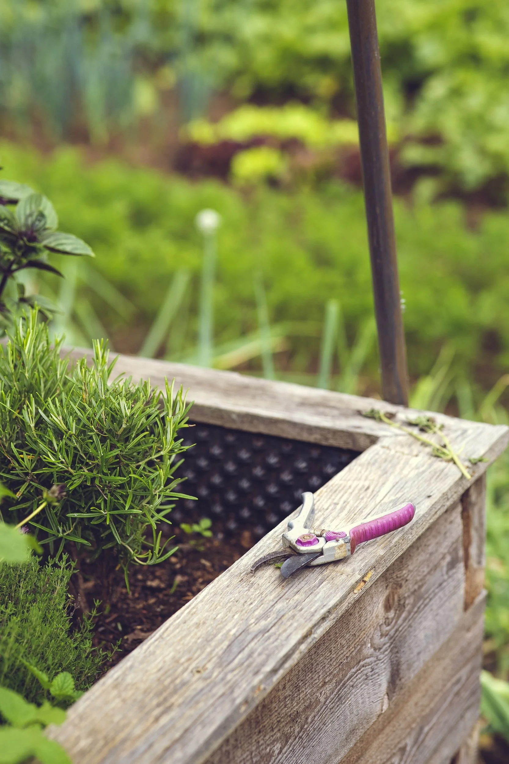 How to Remove Grass to Start a Garden — Meadowlark Journal