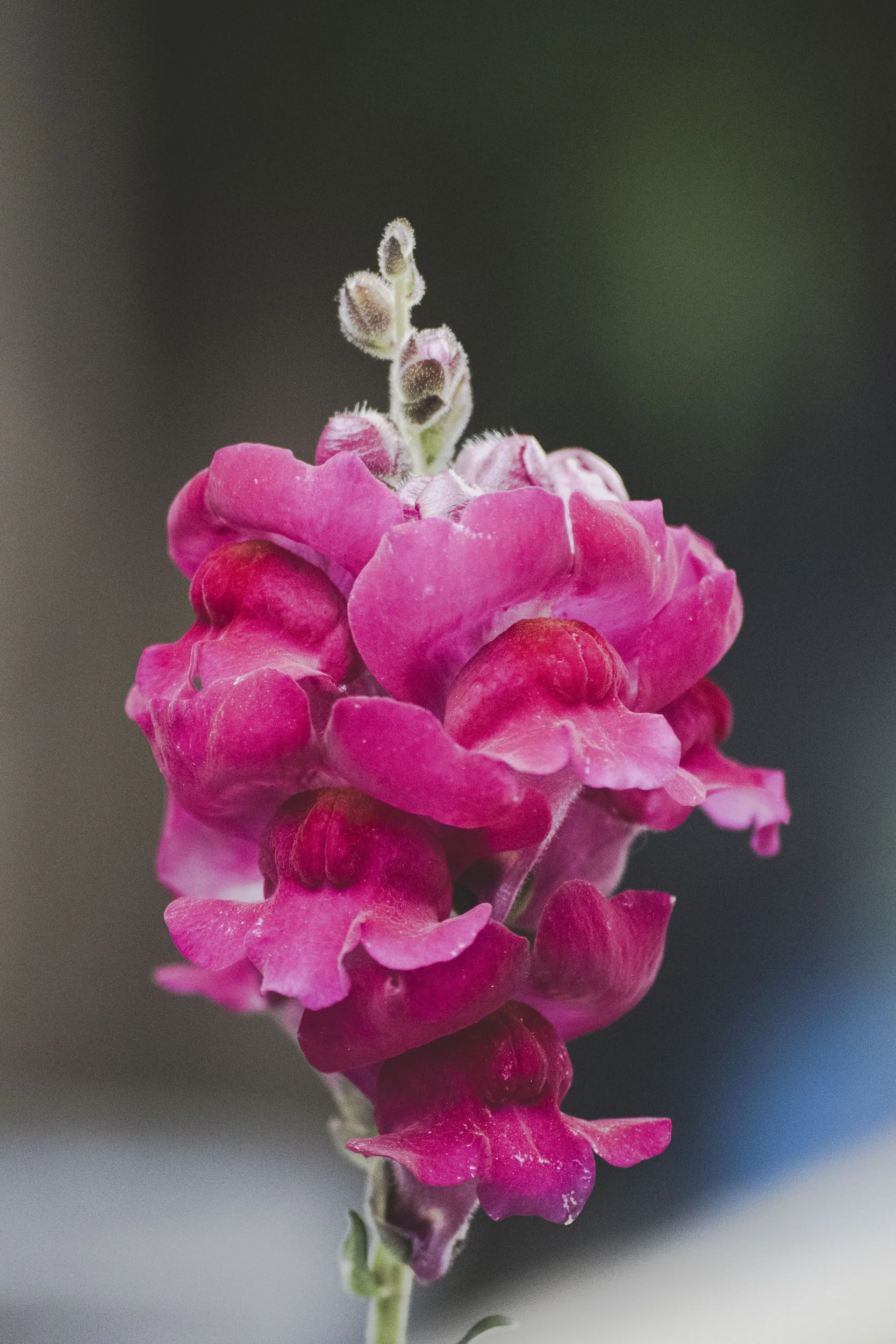 Deadheading Snapdragons A Simple Guide to Promote Blooming