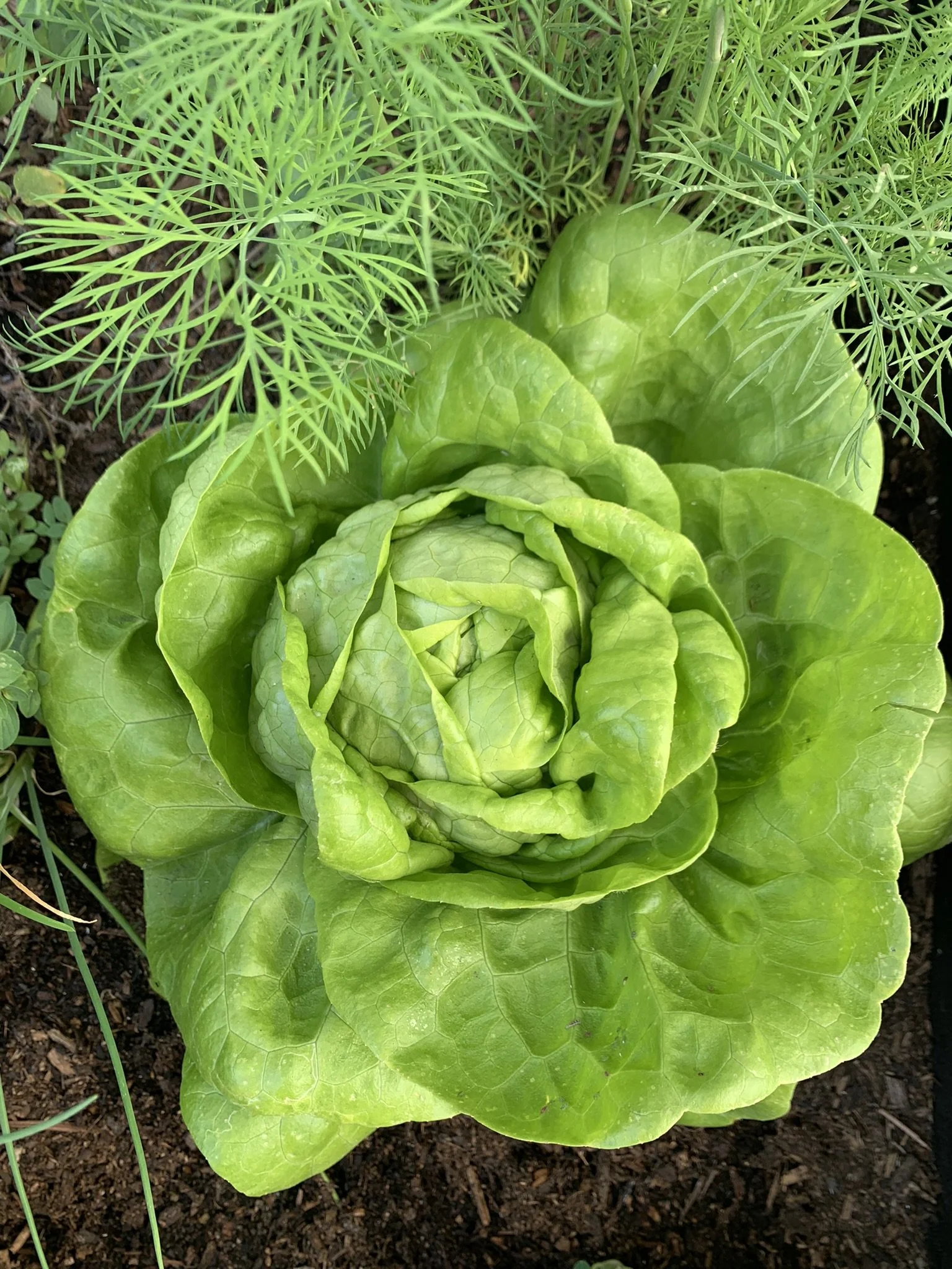 Growing Lettuce in Containers A Beginner's Guide — Meadowlark Journal