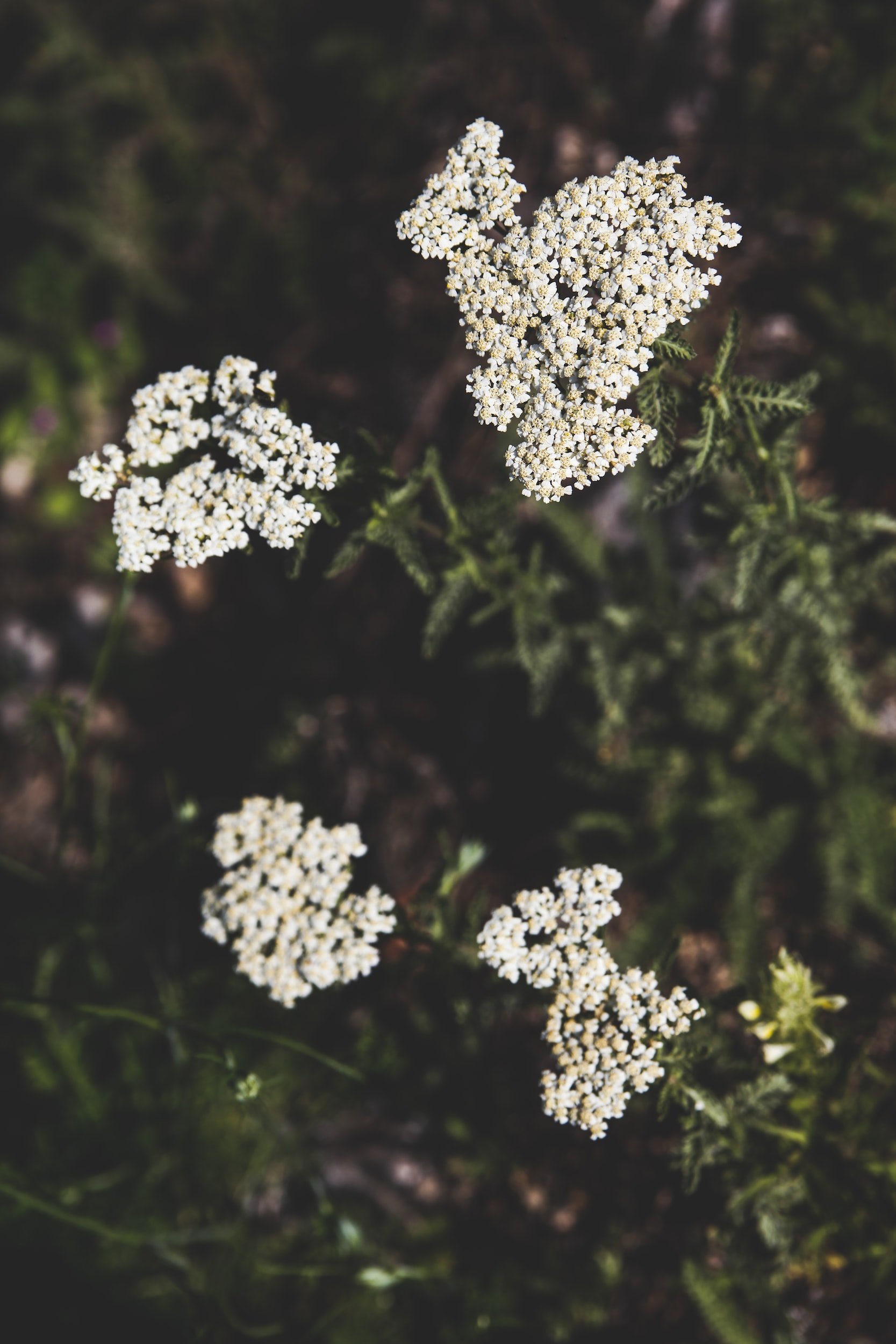 Image of Yarrow strawberry companion plant