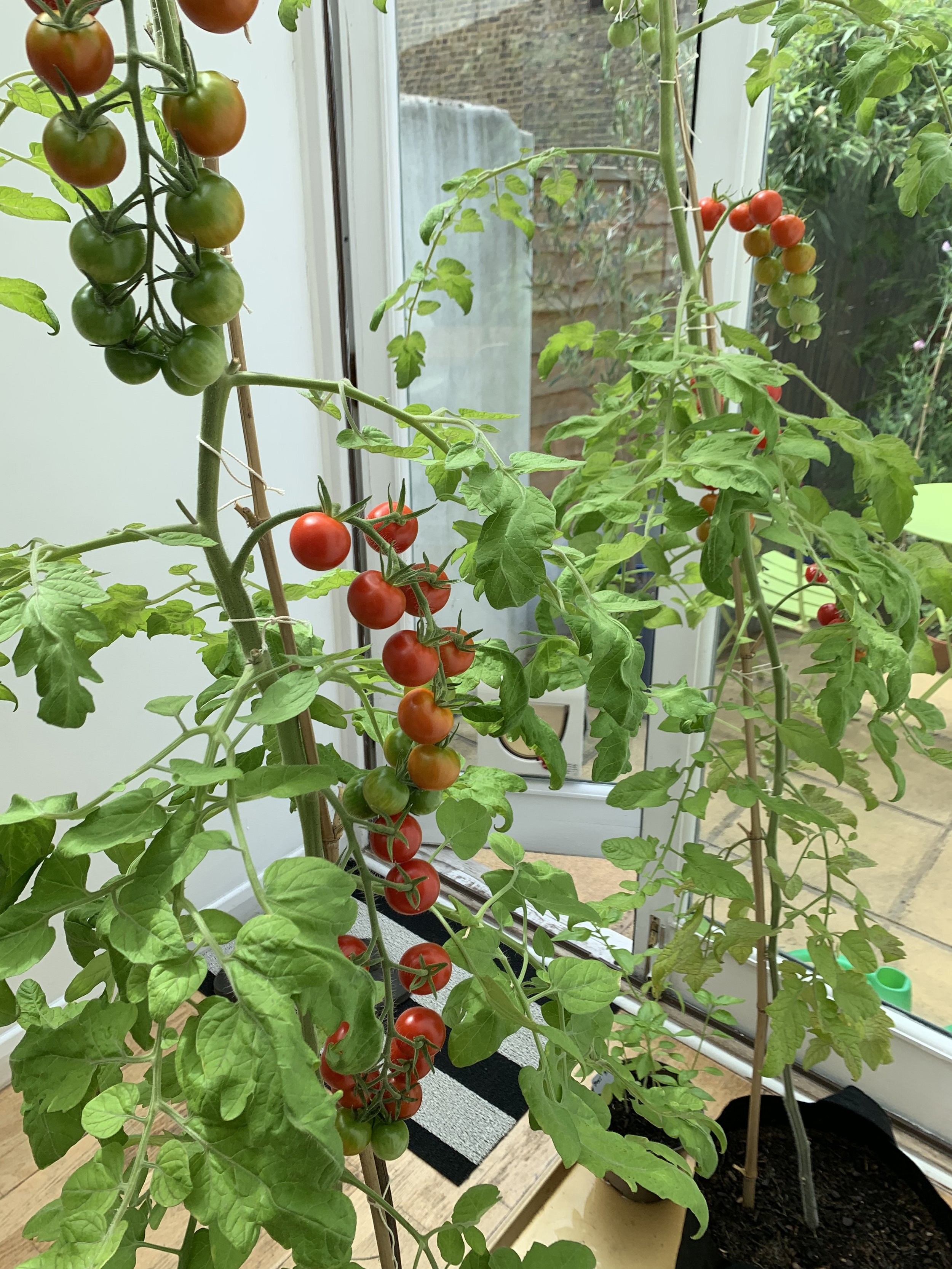 Grow Tomatoes Anywhere with Grow Bags — Meadowlark Journal