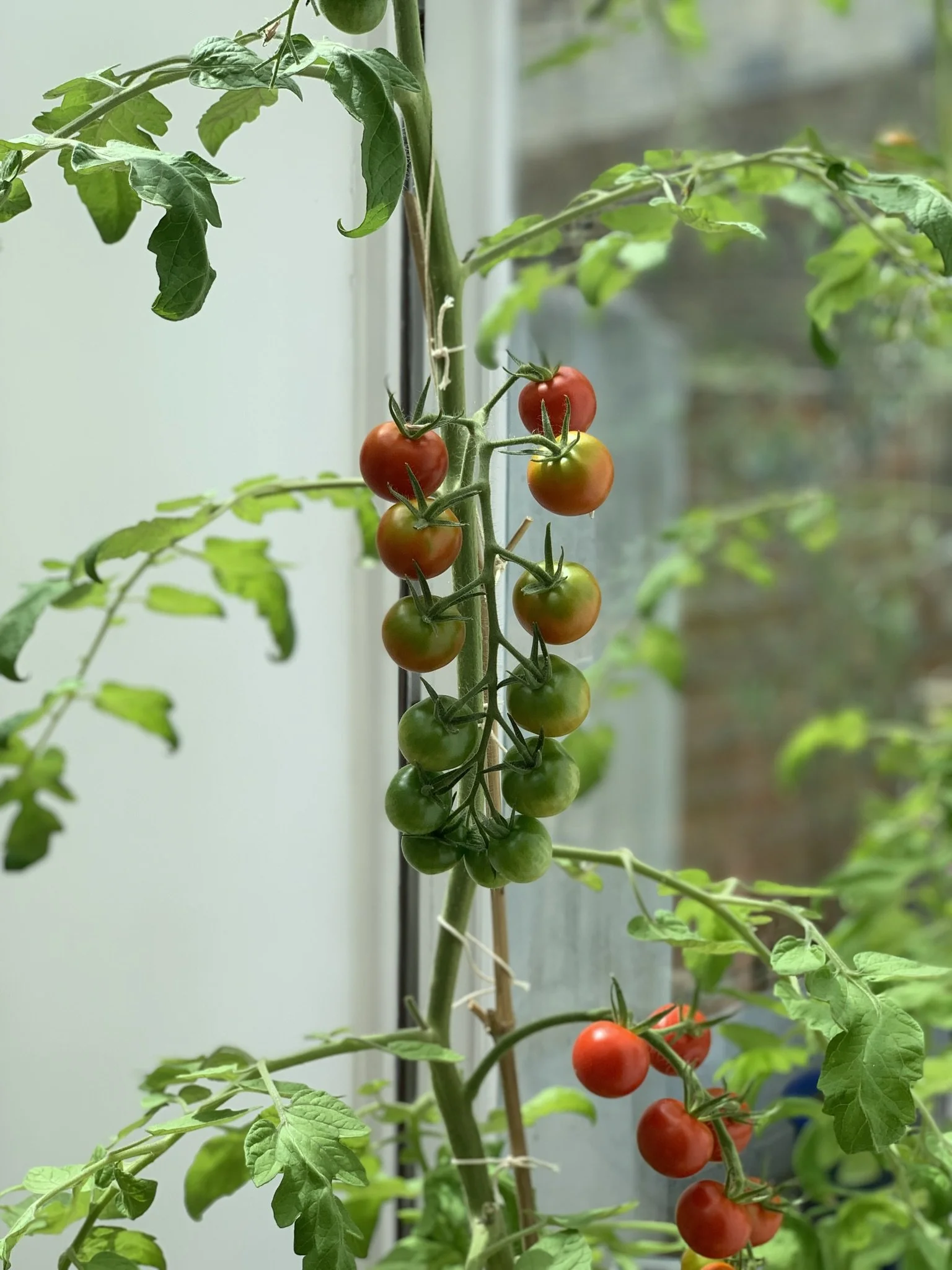 Grow Tomatoes Anywhere with Grow Bags — Meadowlark Journal