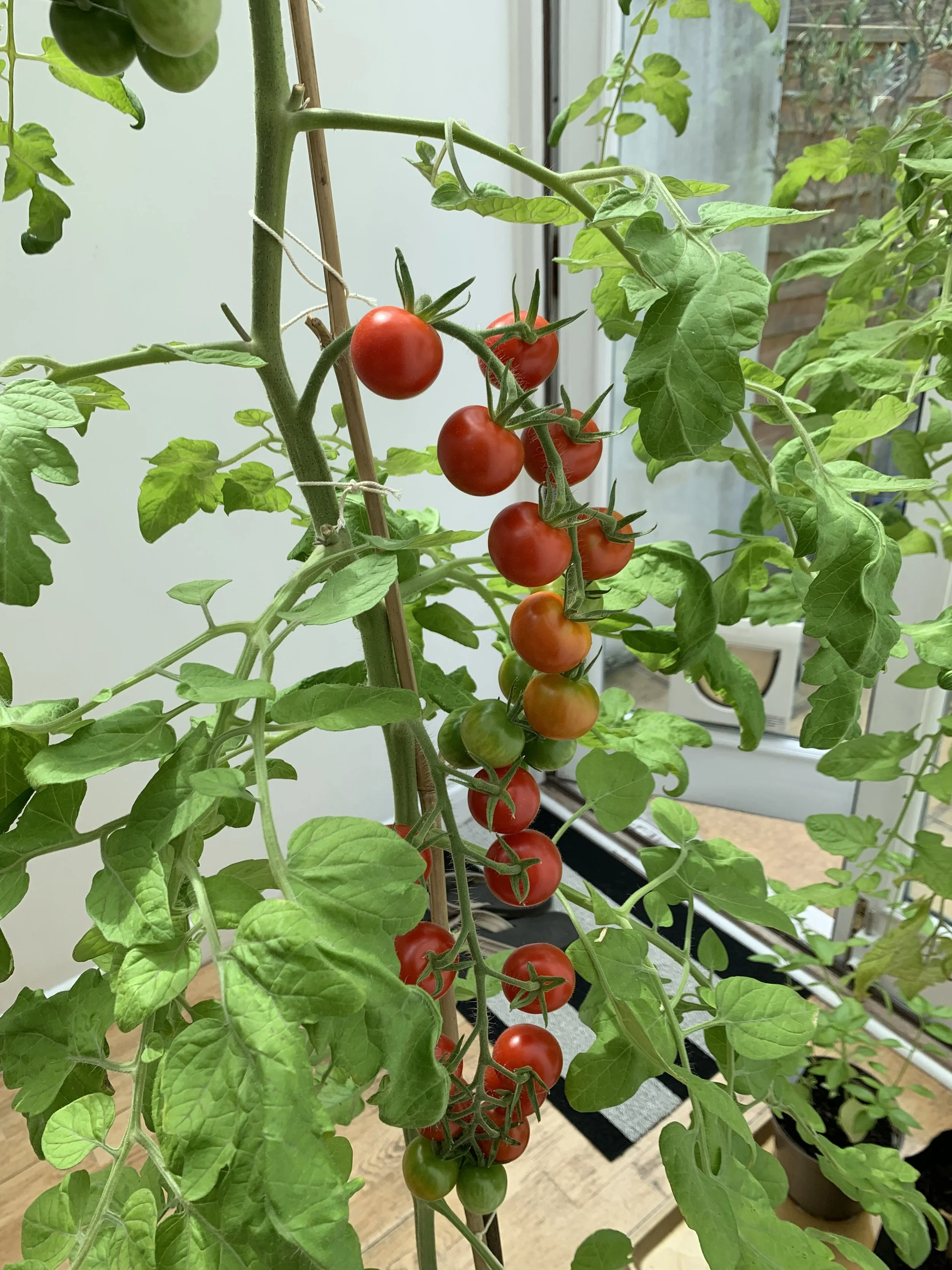 Growing Tomatoes in a Grow Bag