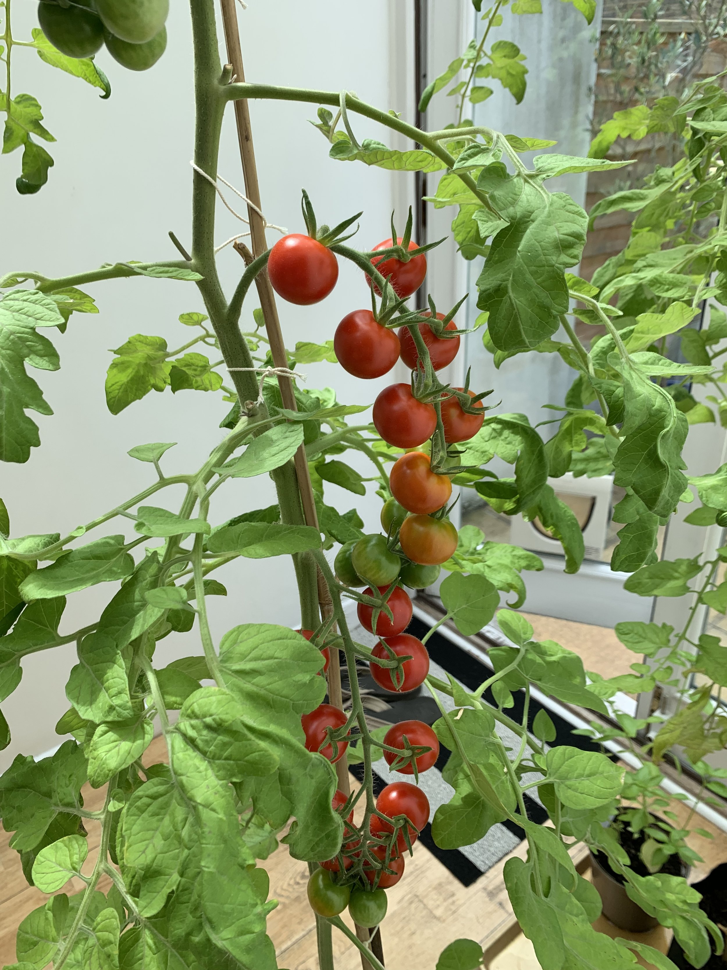 Growing Tomatoes in Grow Bags: A Comprehensive Guide