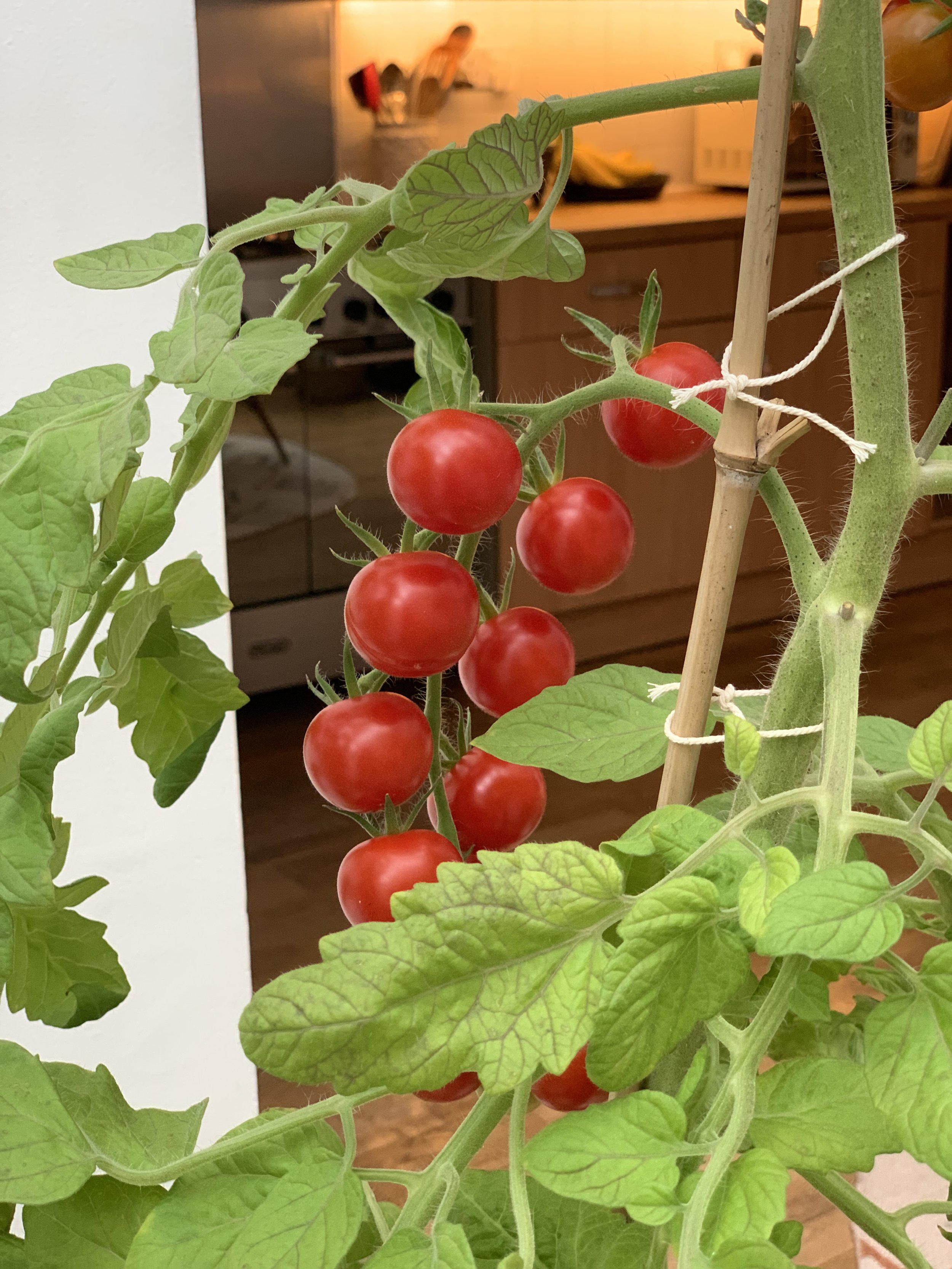 Growing Tall Varieties In Grow Bags - Tomato Growing