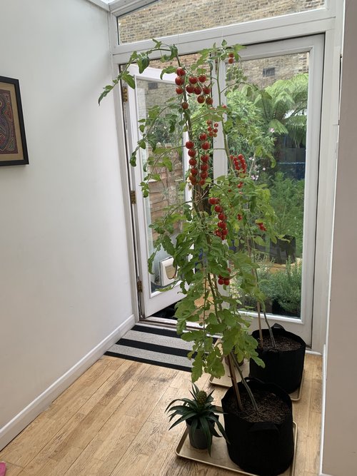 Growing tomatoes in a grow bag - Mud & Bloom
