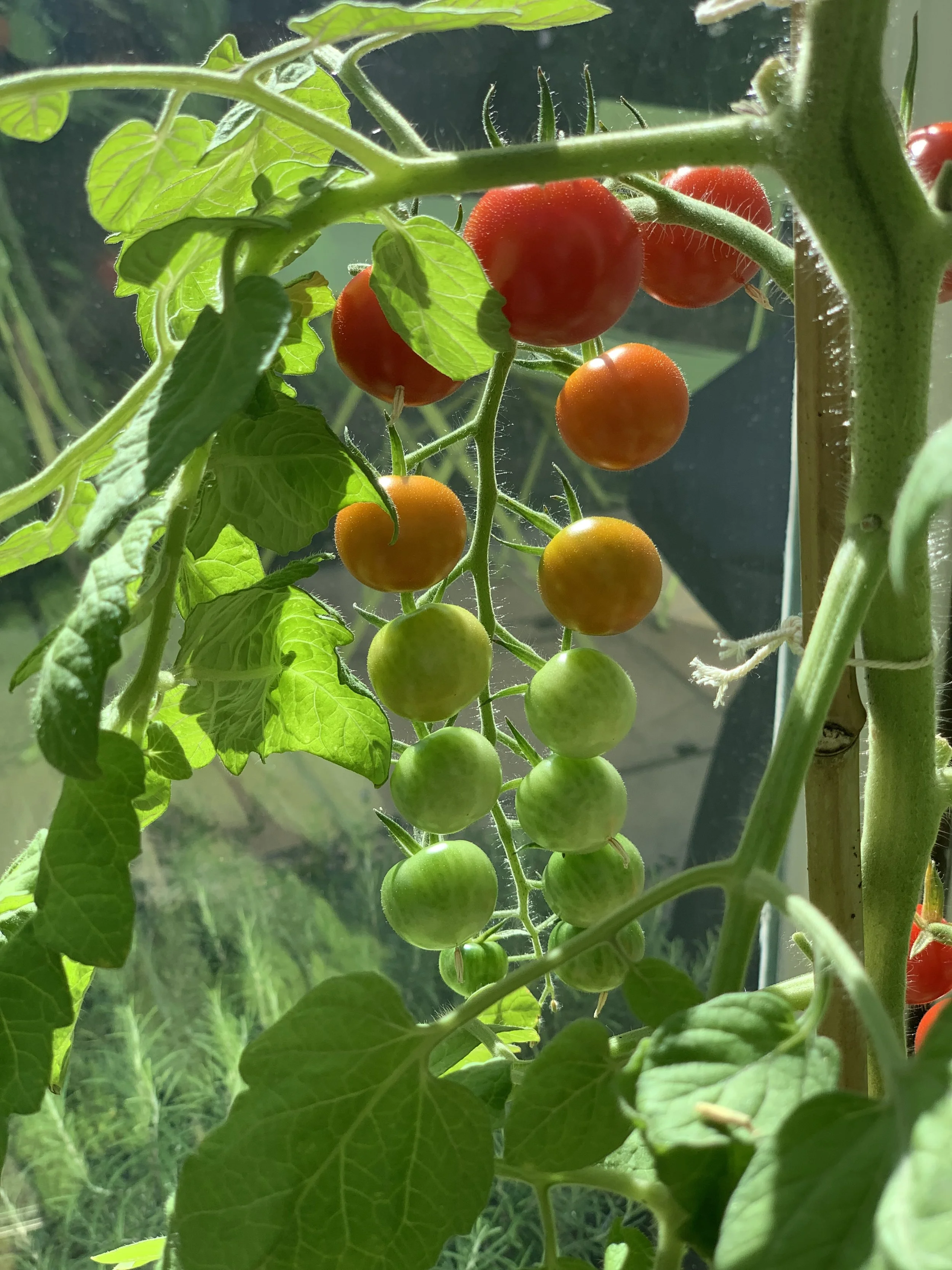 Grow Tomatoes Anywhere with Grow Bags — Meadowlark Journal