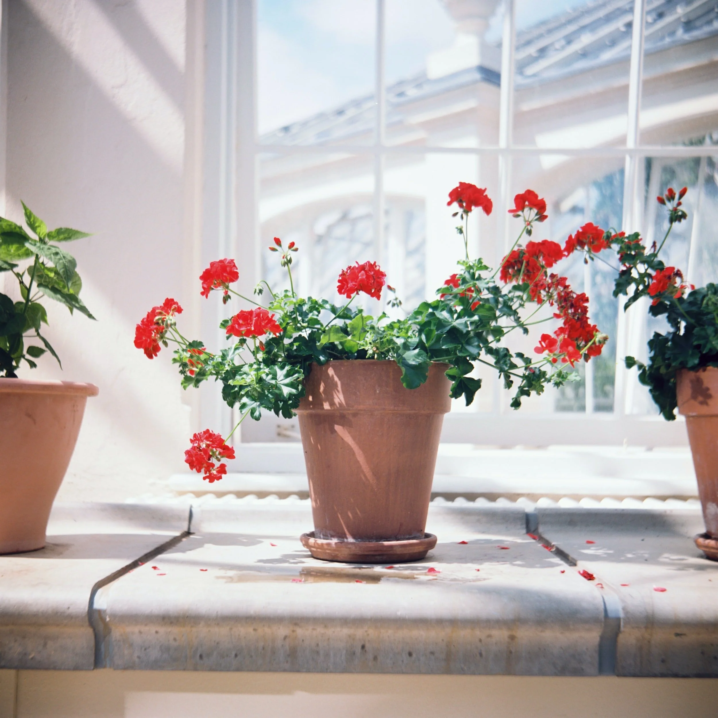Deadheading Geraniums: A Guide to Encourage New Blooms