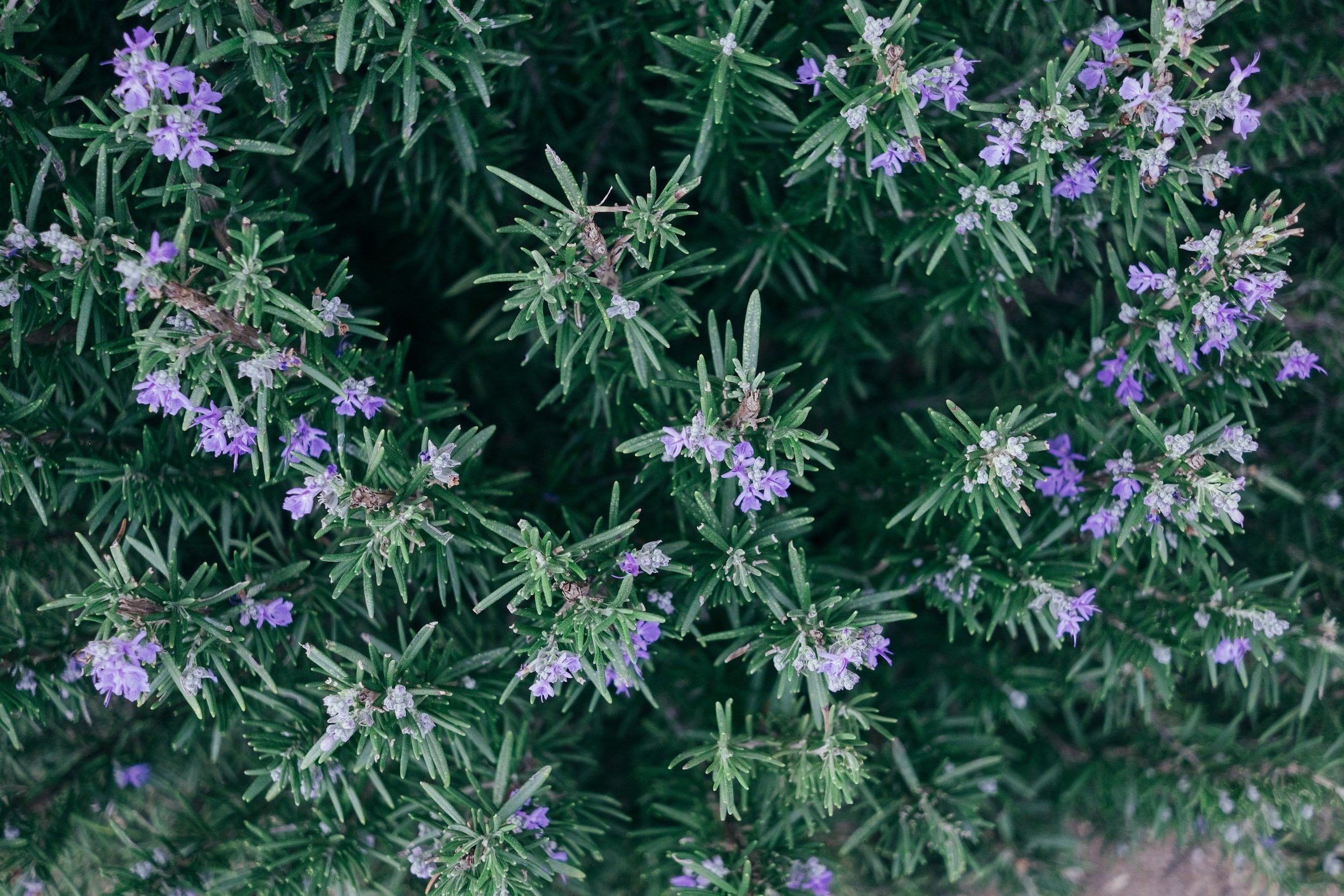 How to Dry Rosemary, Step by Step