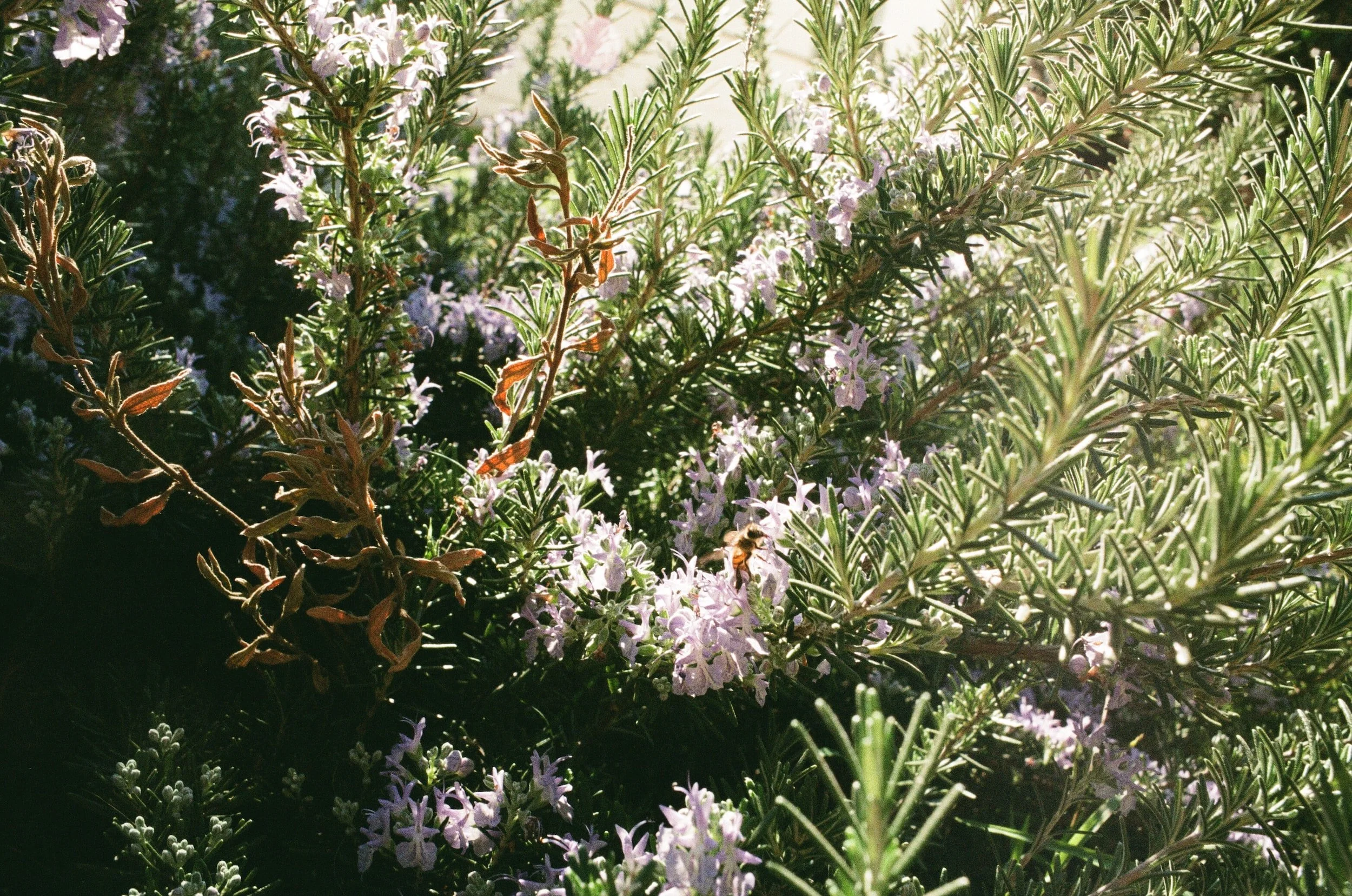 How to Propagate Rosemary A StepbyStep Guide — Meadowlark Journal