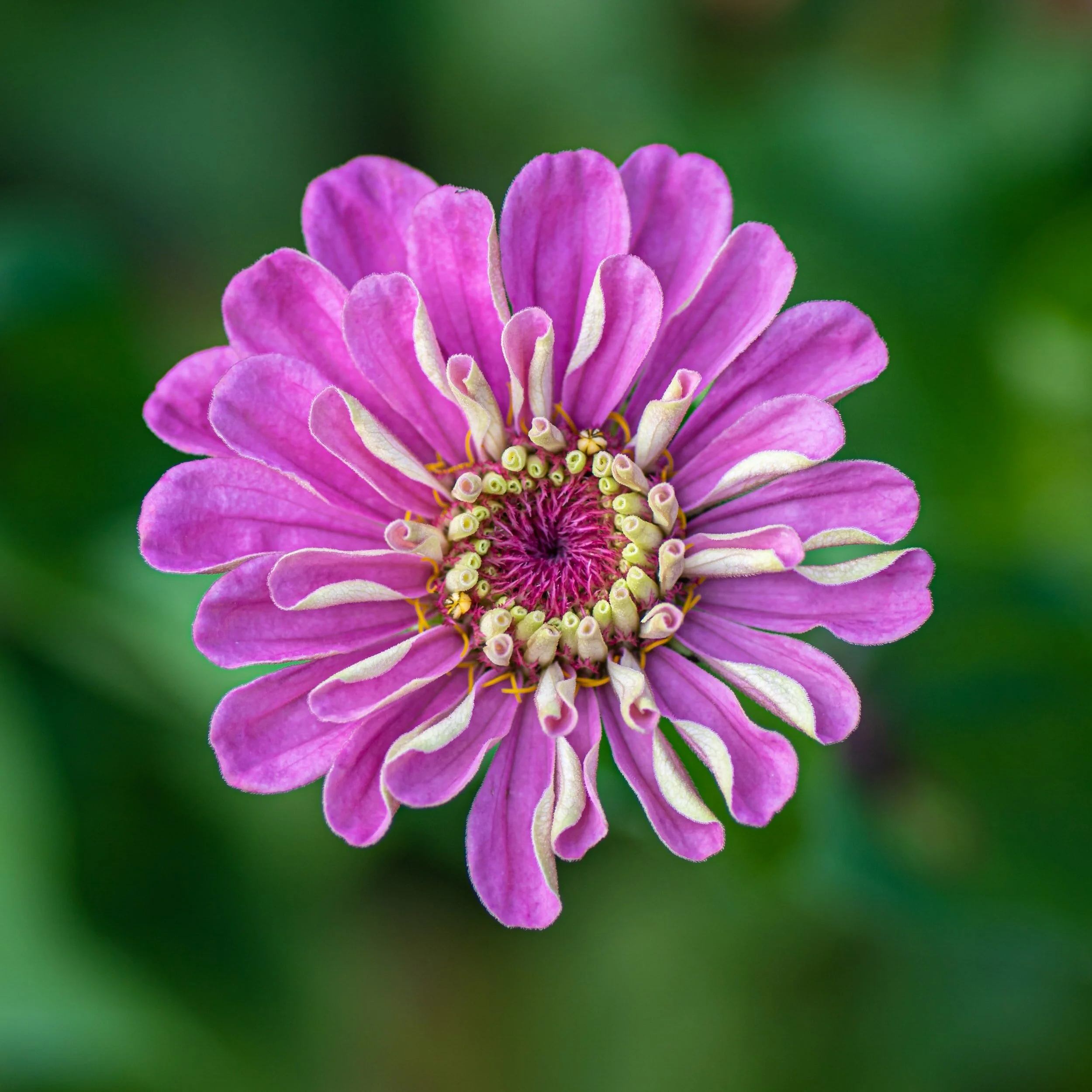 How to Grow Zinnias in Pots: From Seed to Colorful Blooms