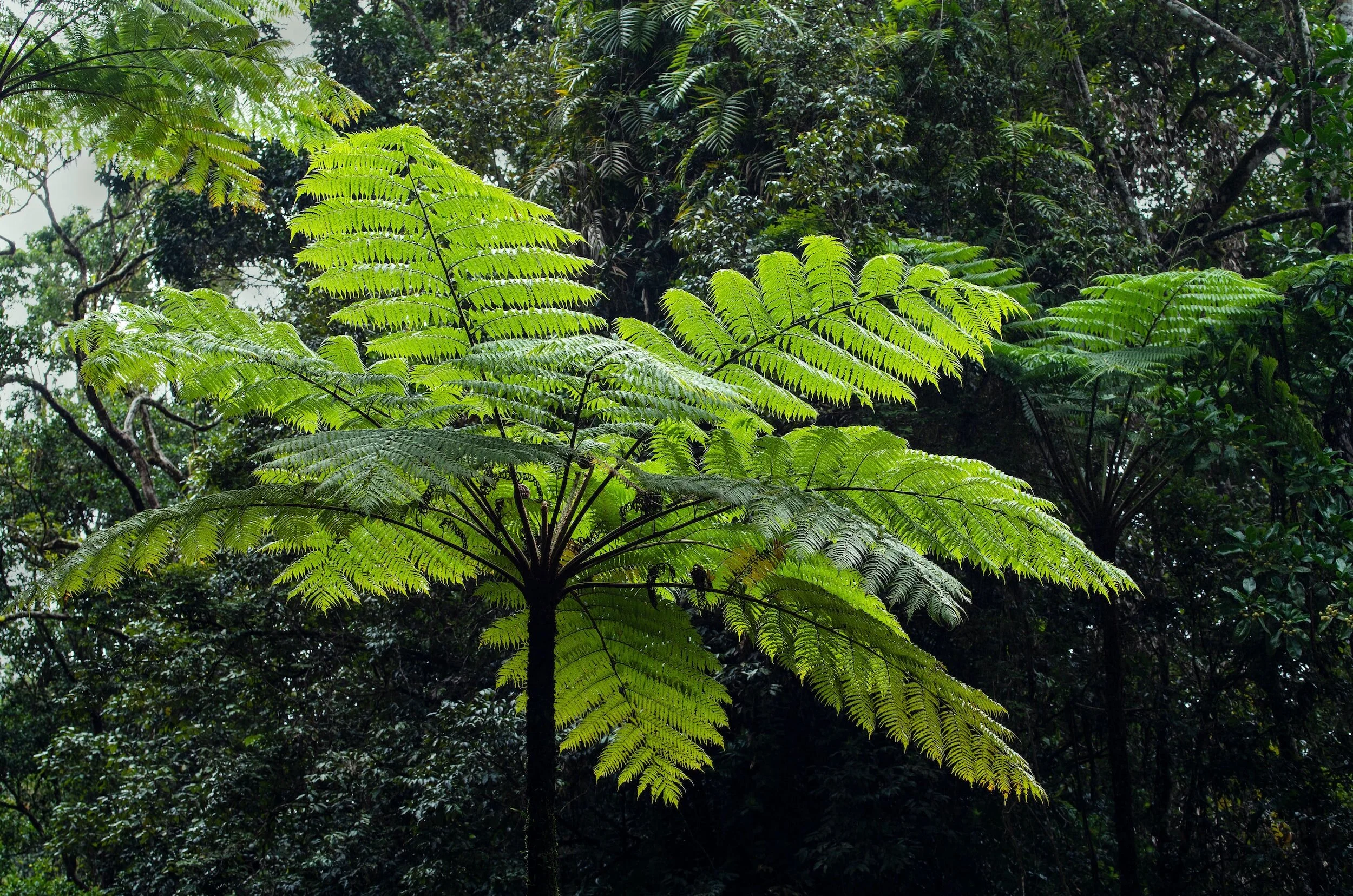 Growing and Caring for Tree Ferns A Complete Guide — Meadowlark Journal