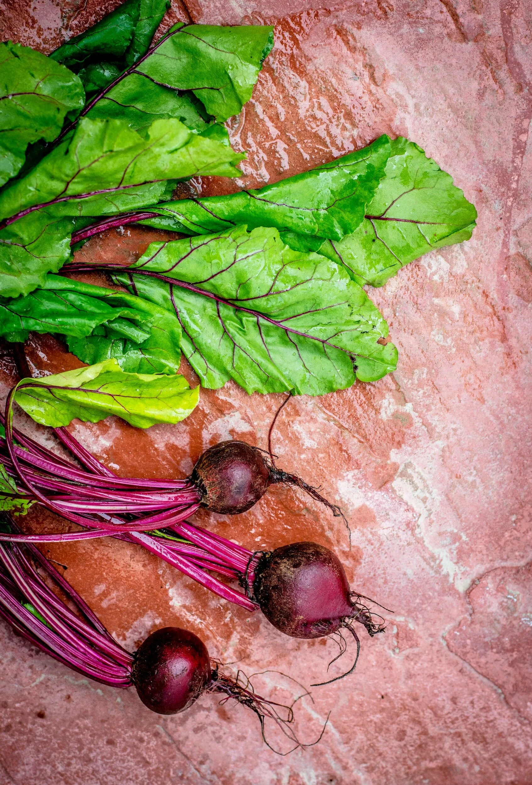When to Harvest Beets