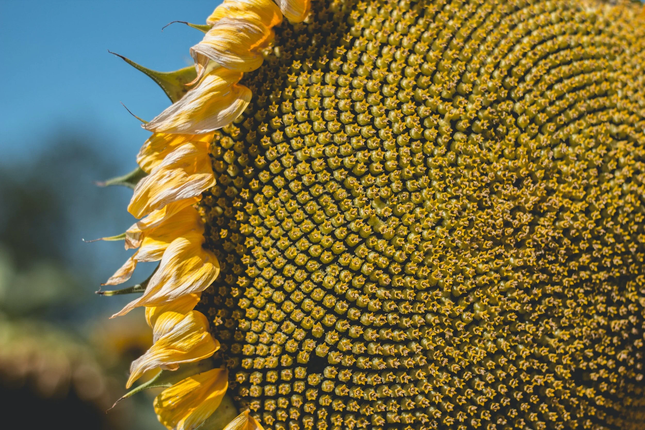 When to Harvest Sunflower Seeds — Meadowlark Journal