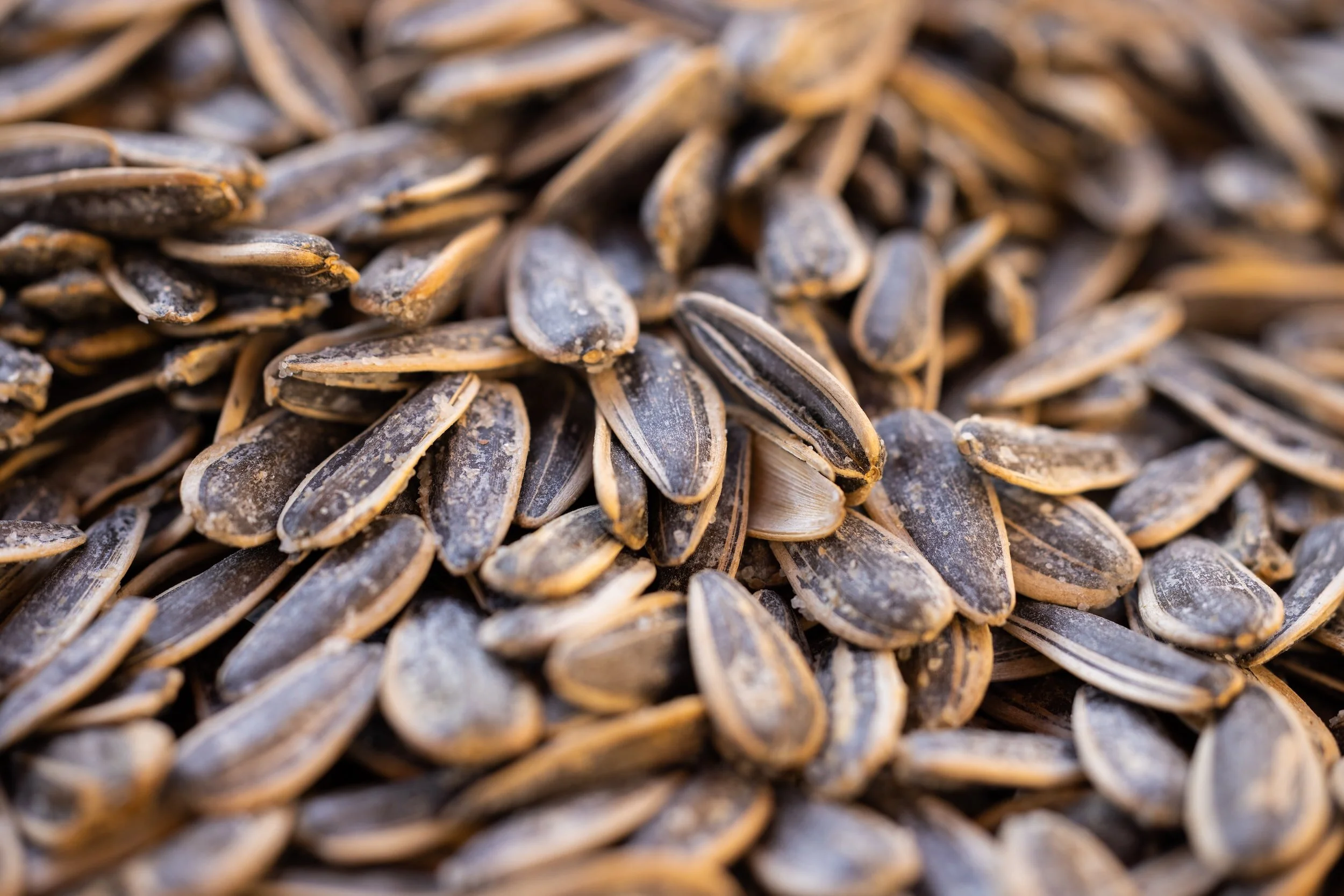 When to Harvest Sunflower Seeds — Meadowlark Journal