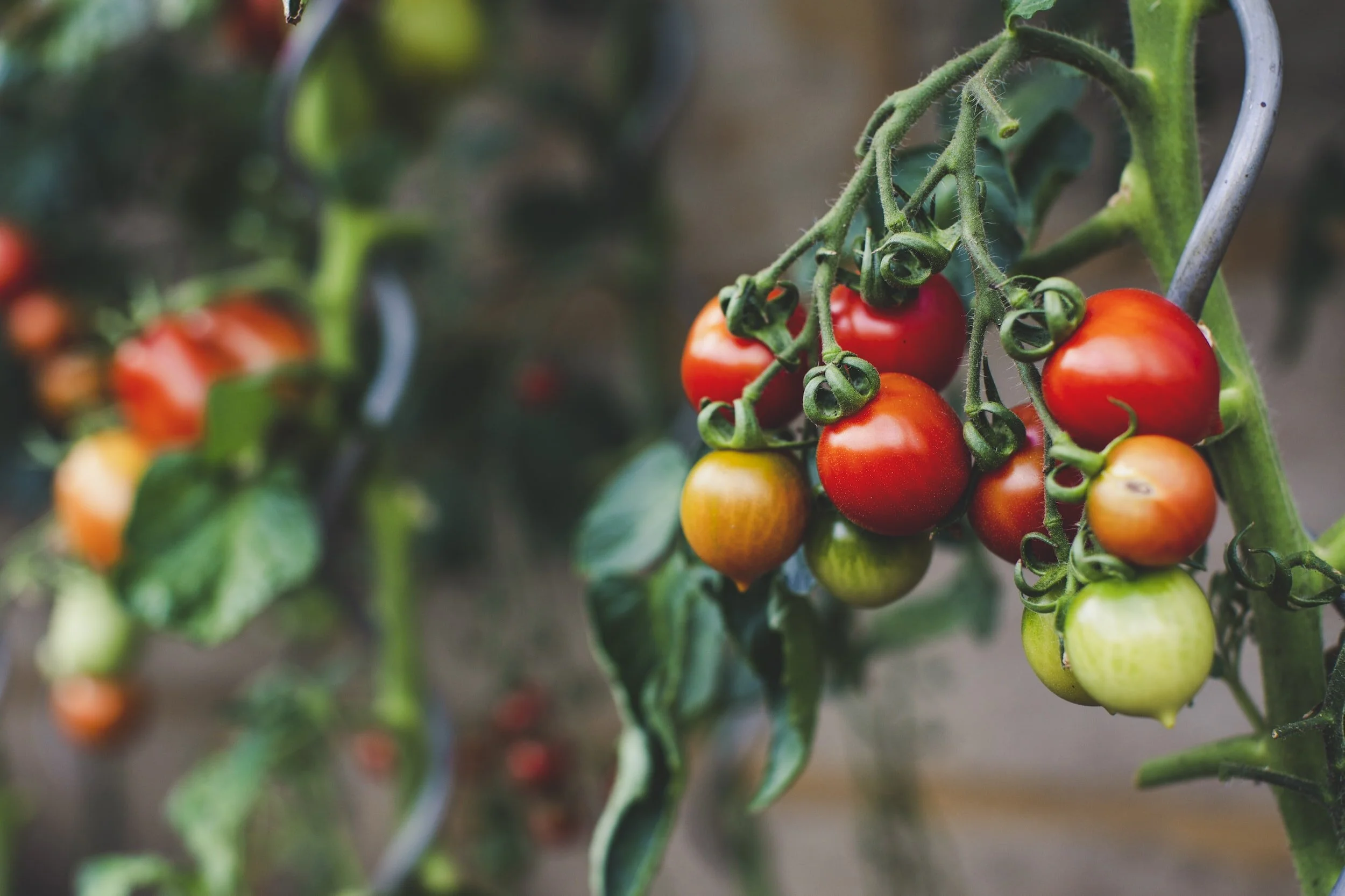 The Art of Harvesting Tomatoes When and How to Pick the Perfect Fruit