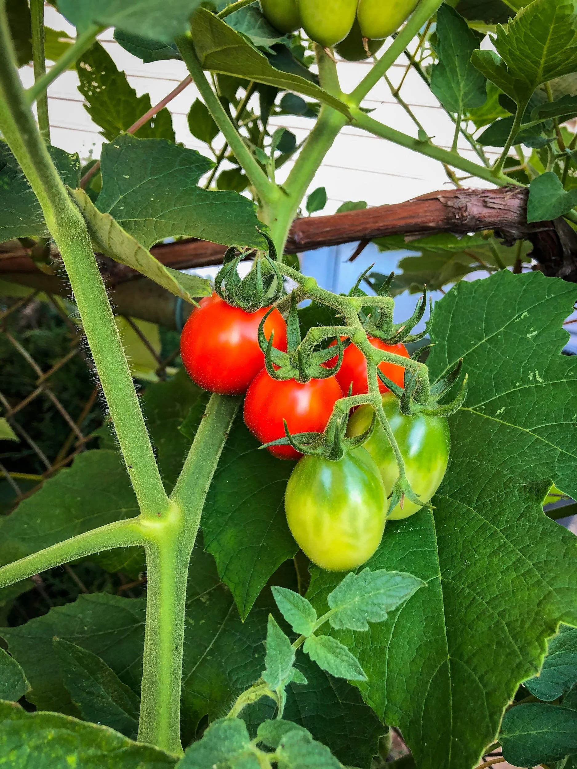 The Art of Harvesting Tomatoes When and How to Pick the Perfect Fruit
