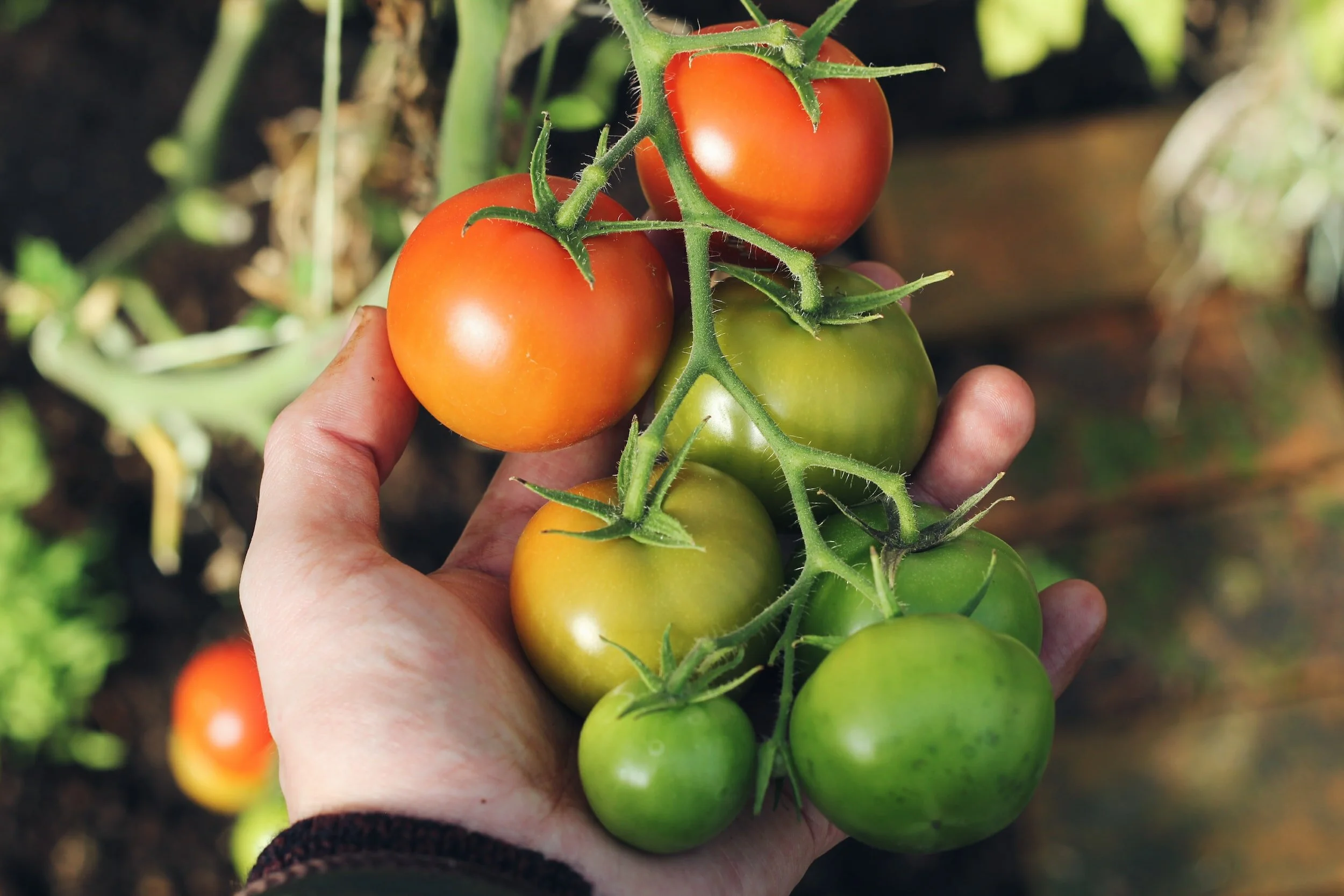 The Art of Harvesting Tomatoes When and How to Pick the Perfect Fruit