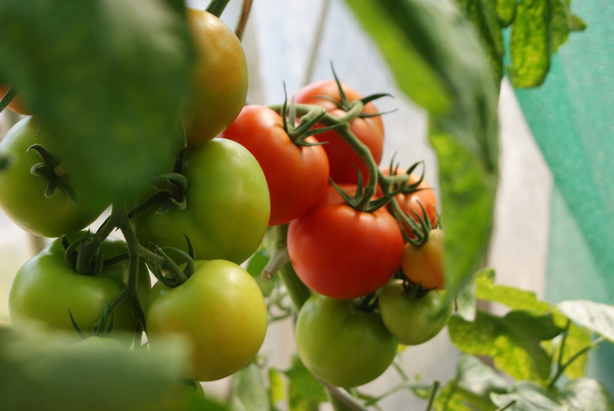 The Art of Harvesting Tomatoes When and How to Pick the Perfect Fruit