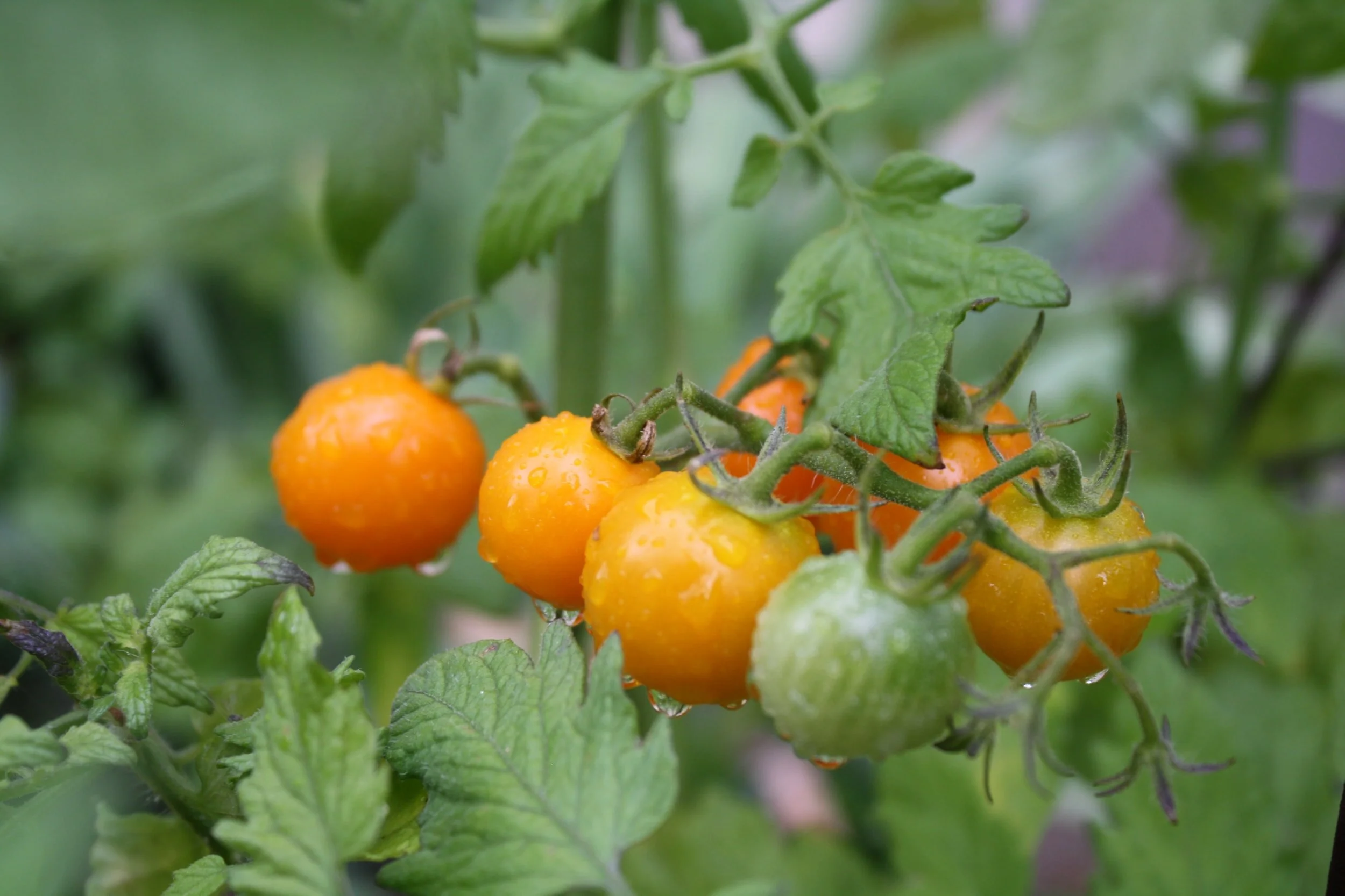 The Art of Harvesting Tomatoes When and How to Pick the Perfect Fruit