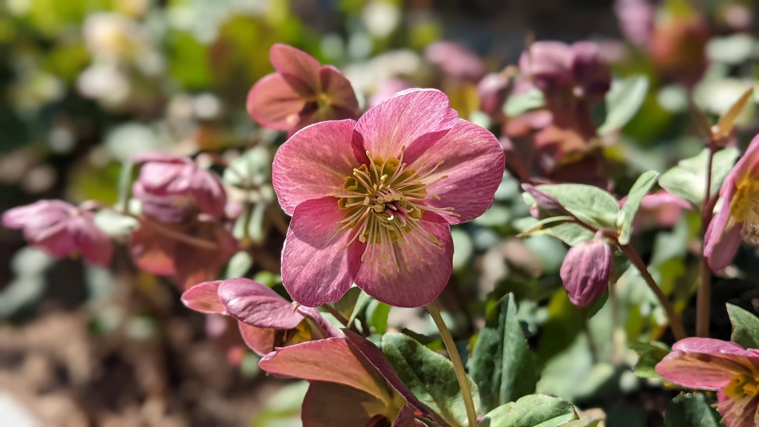What To Do With Hellebores in Summer — Meadowlark Journal