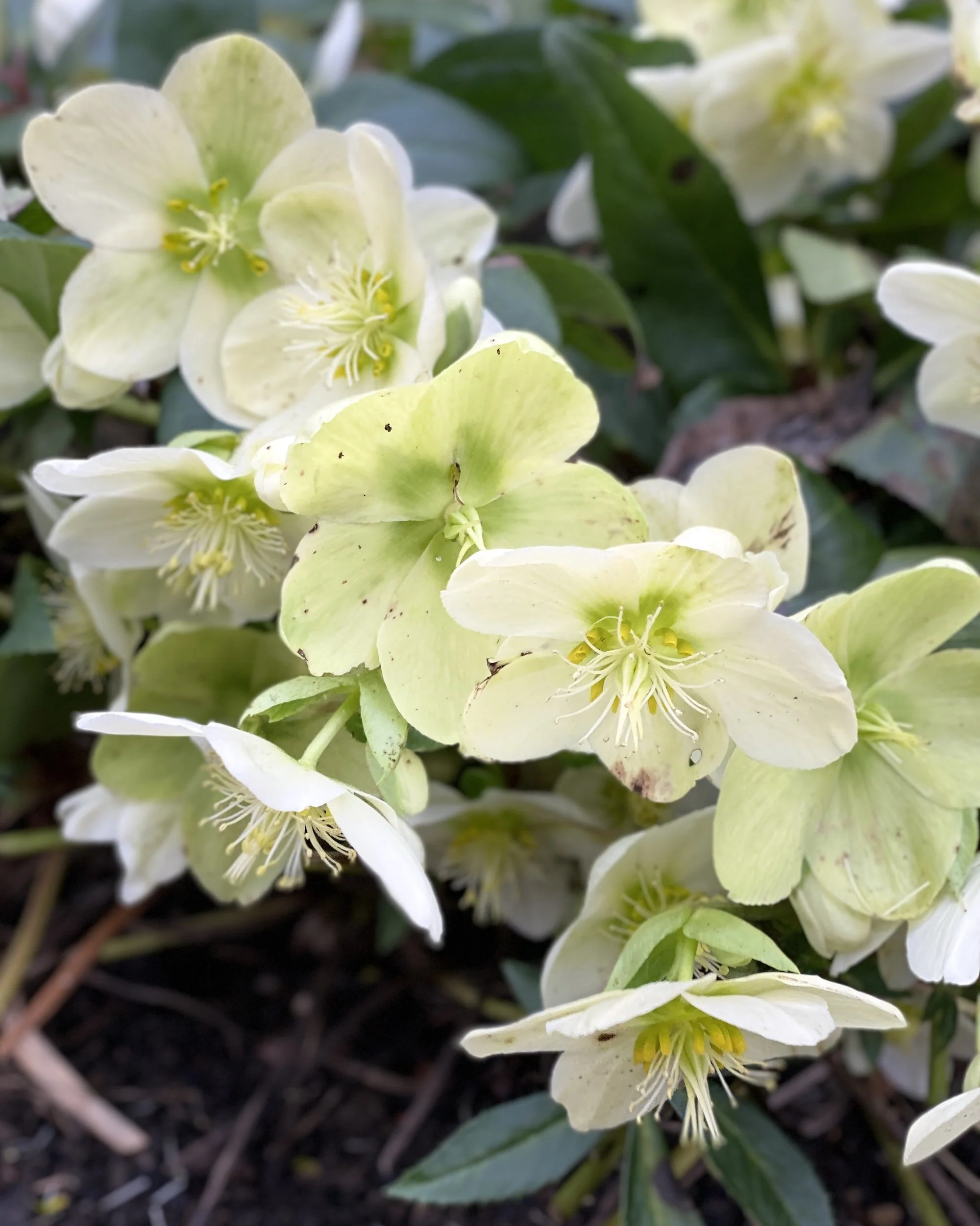 What To Do With Hellebores in Summer — Meadowlark Journal