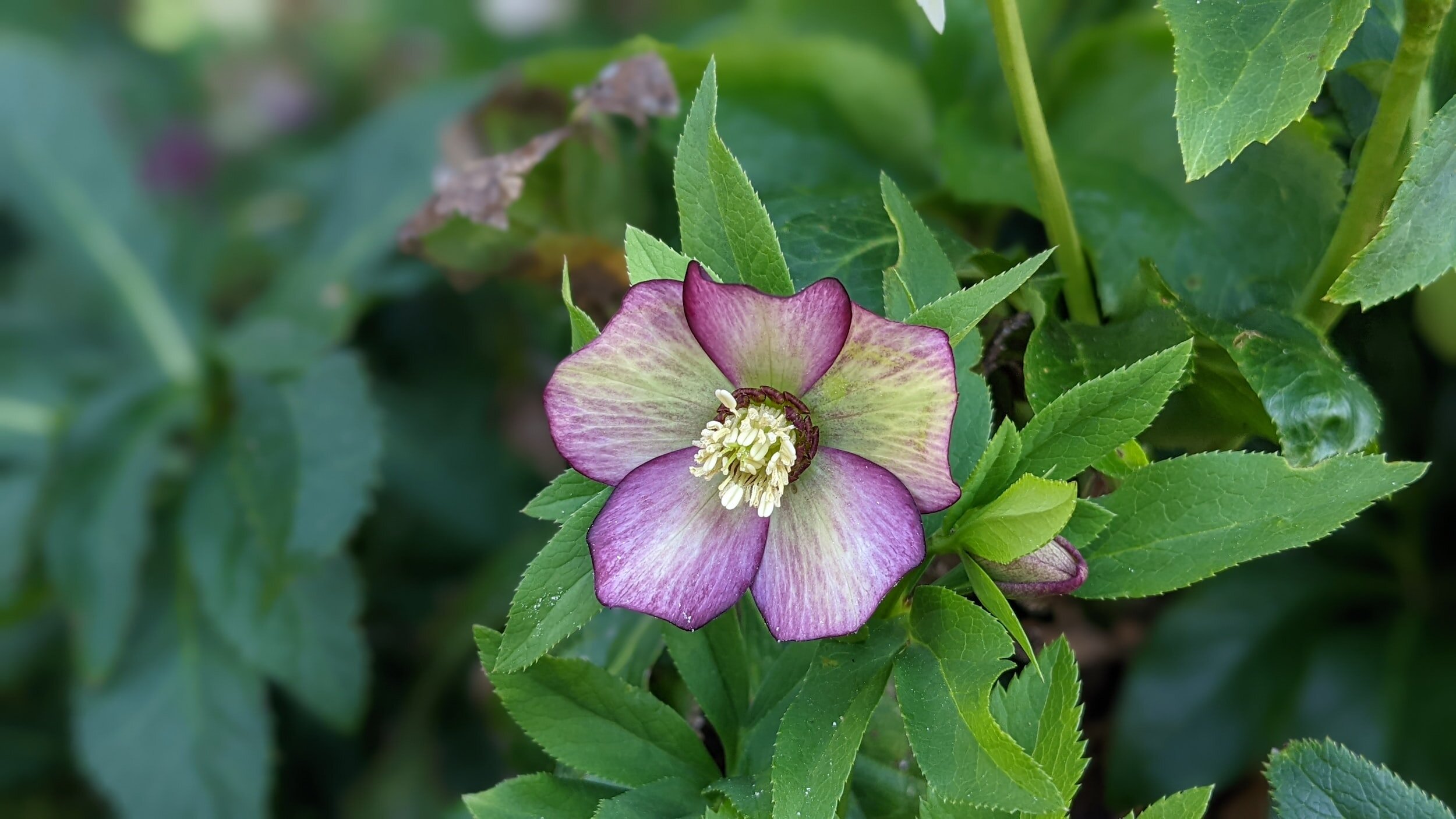 What To Do With Hellebores in Summer — Meadowlark Journal