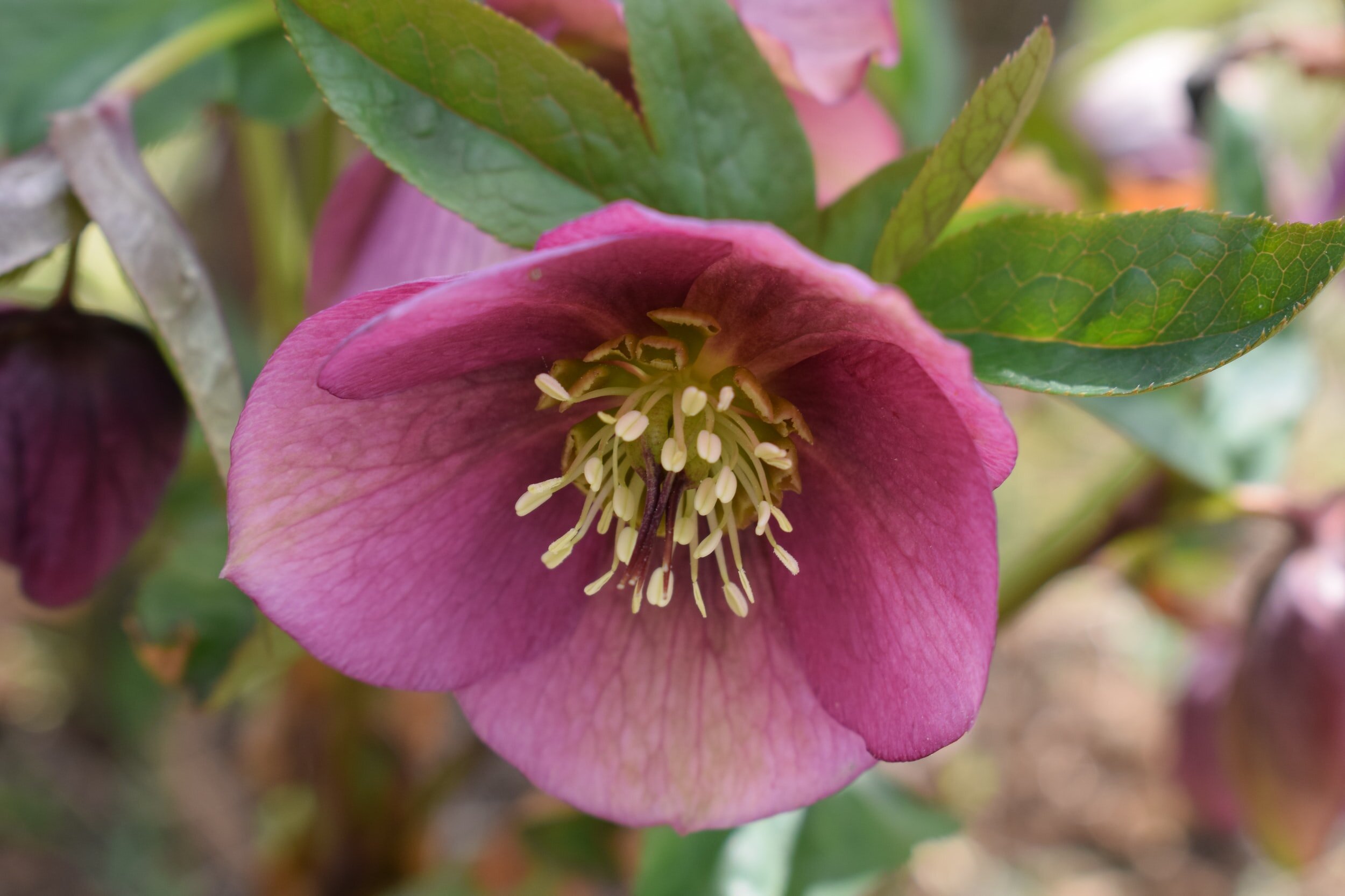 What To Do With Hellebores in Summer — Meadowlark Journal