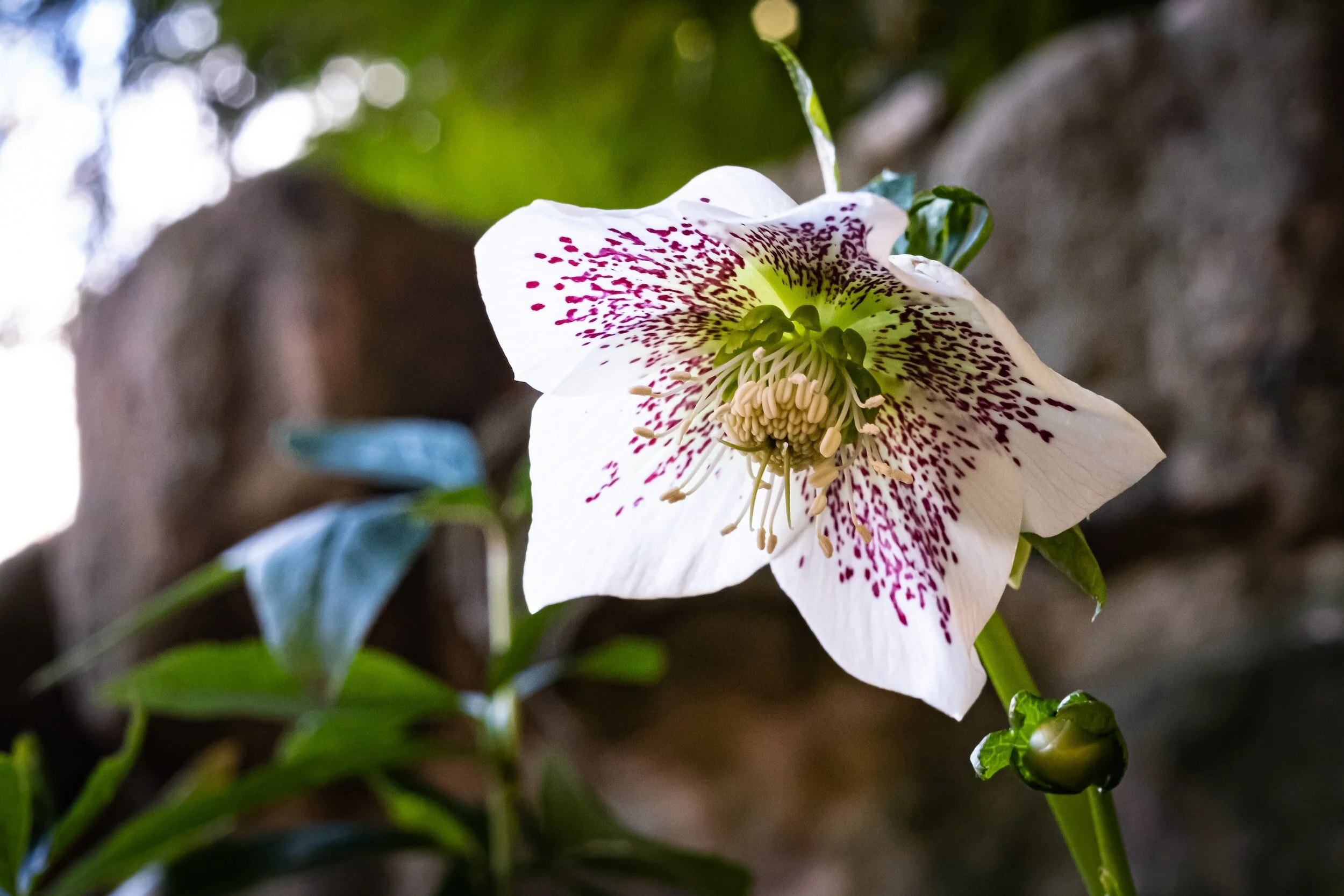 What To Do With Hellebores in Summer — Meadowlark Journal