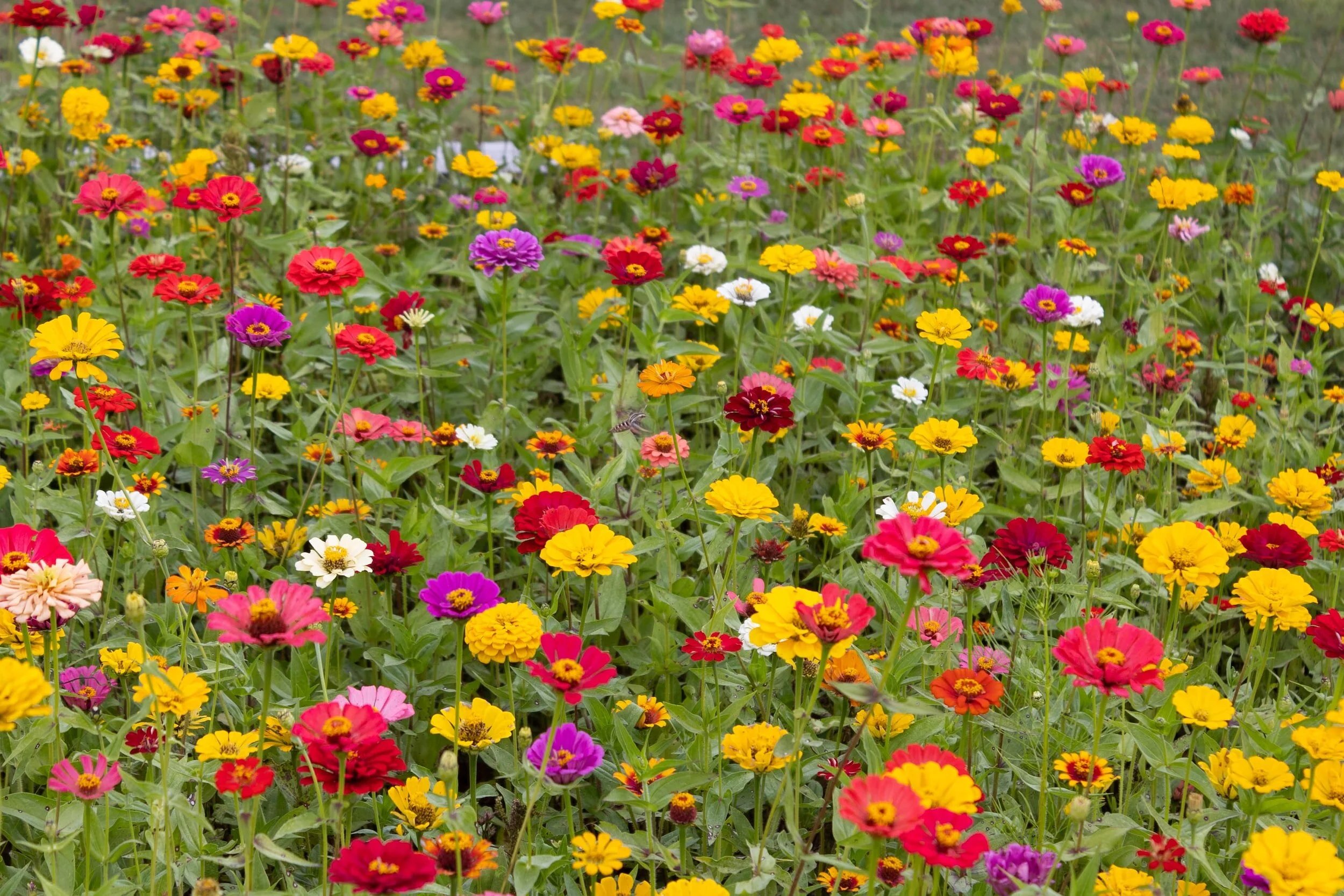 Zinnia Companion Plants Enhancing Biodiversity — Meadowlark Journal
